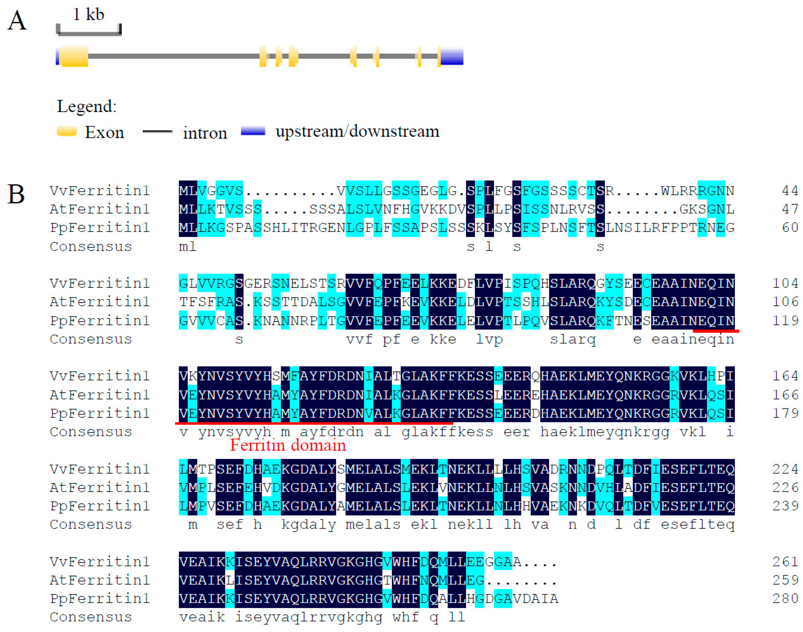 Horticulturae 11 00146 g001
