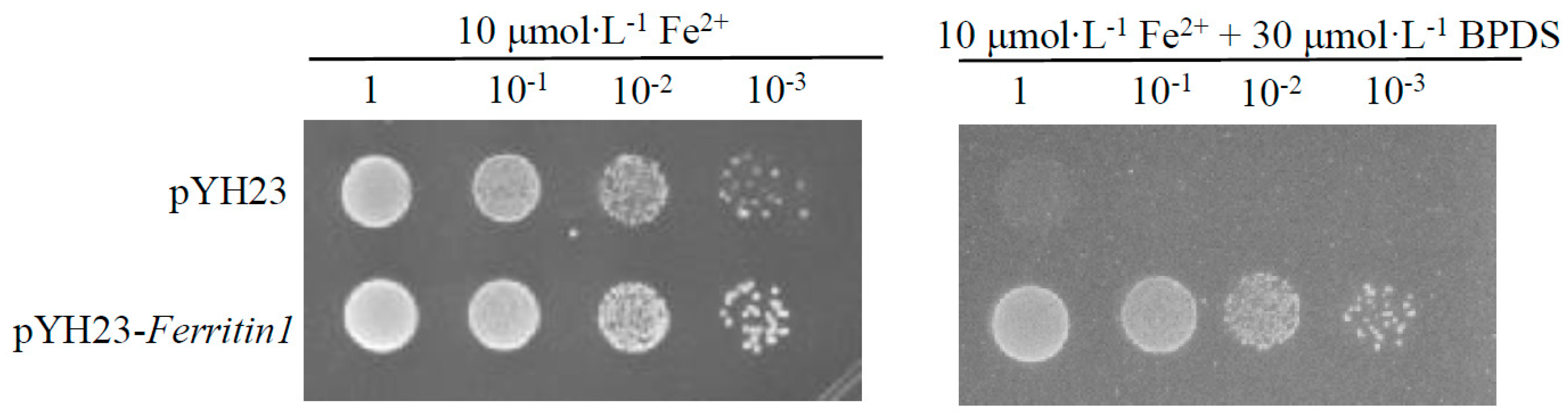 Horticulturae 11 00146 g005