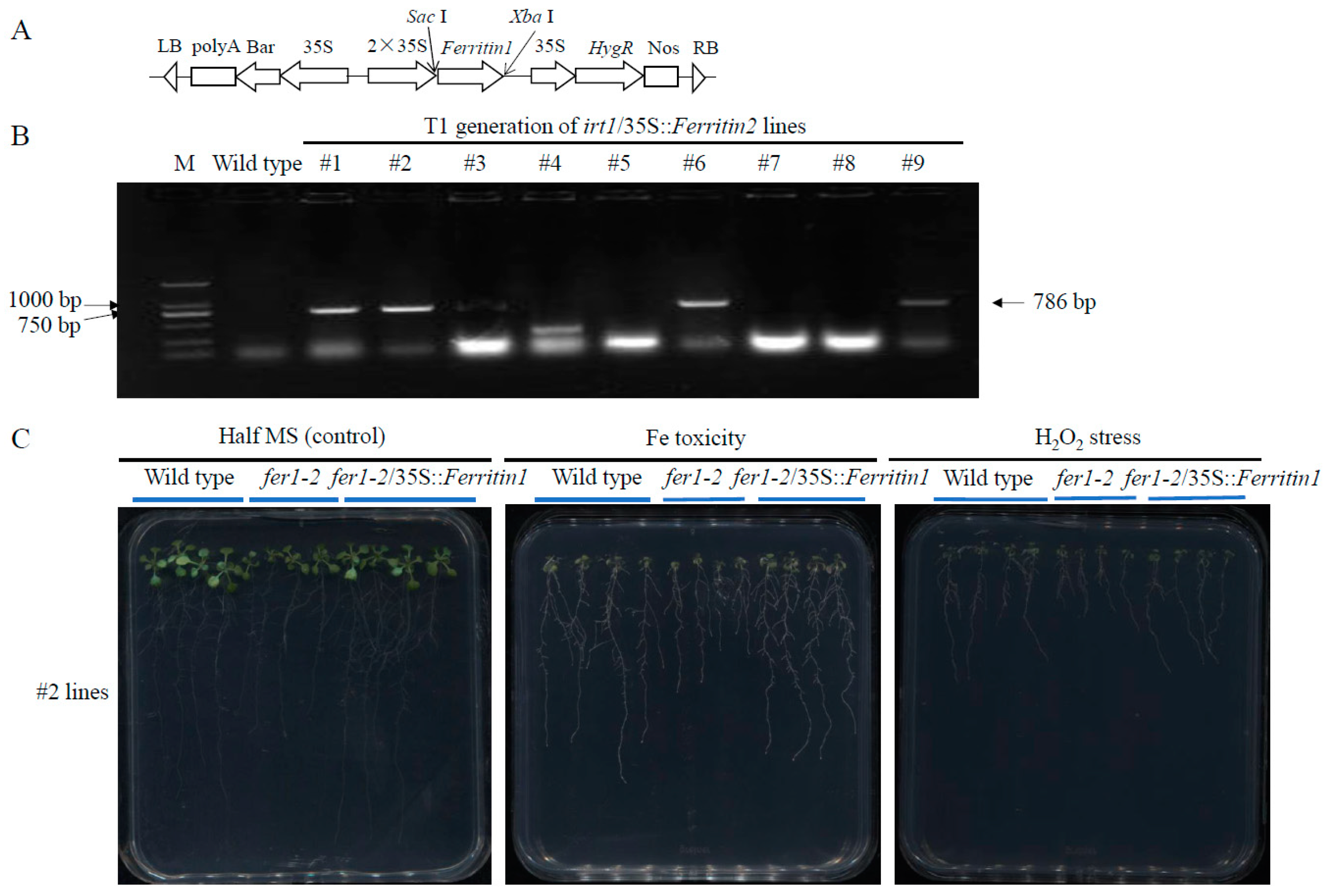 Horticulturae 11 00146 g006