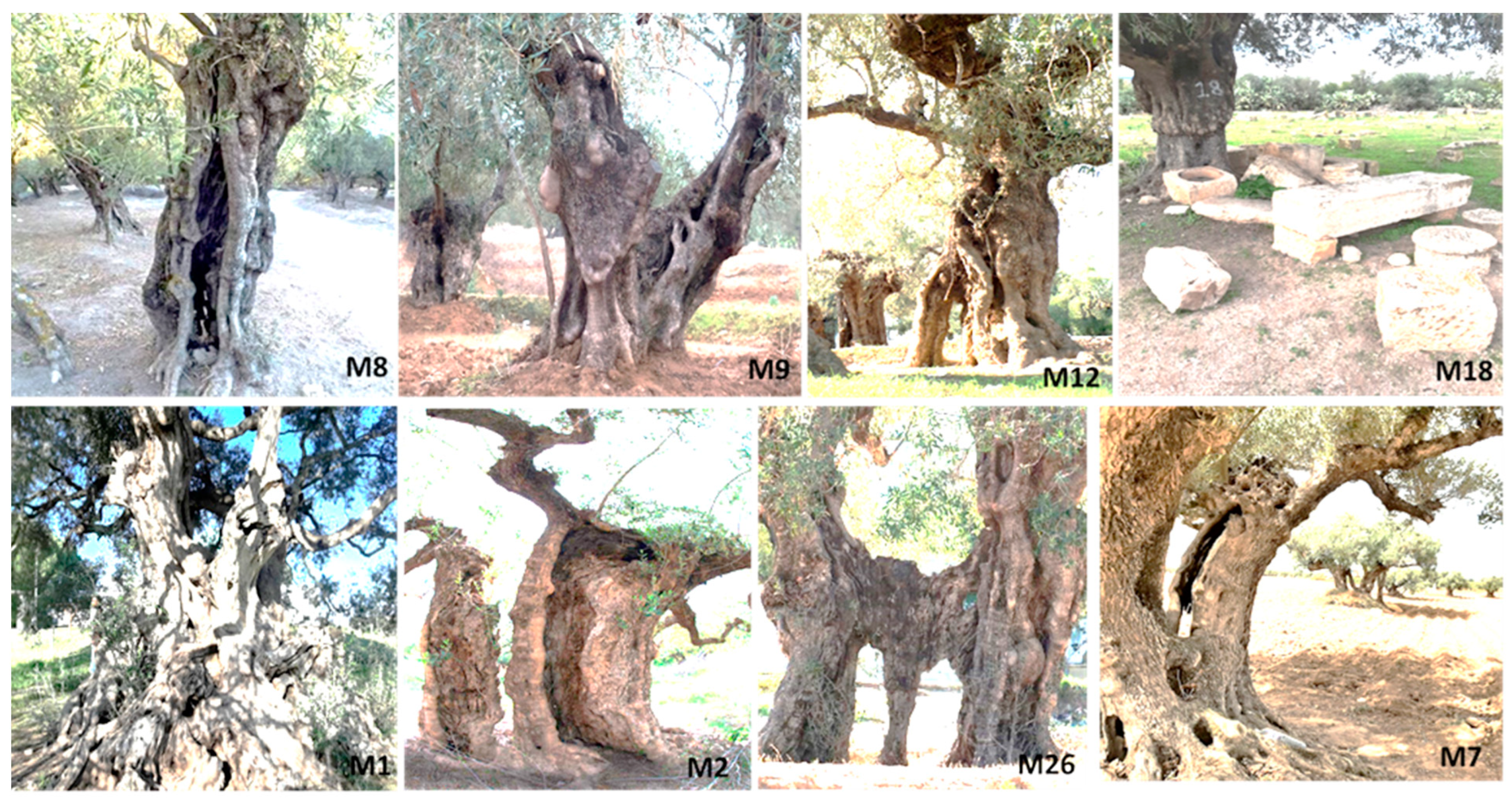 Horticulturae 11 00147 g002