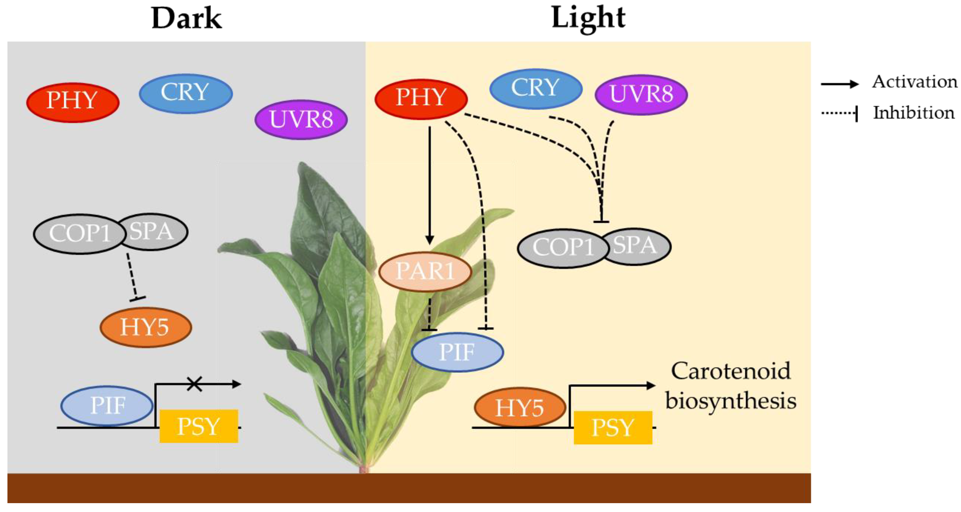 Horticulturae 11 00152 g001