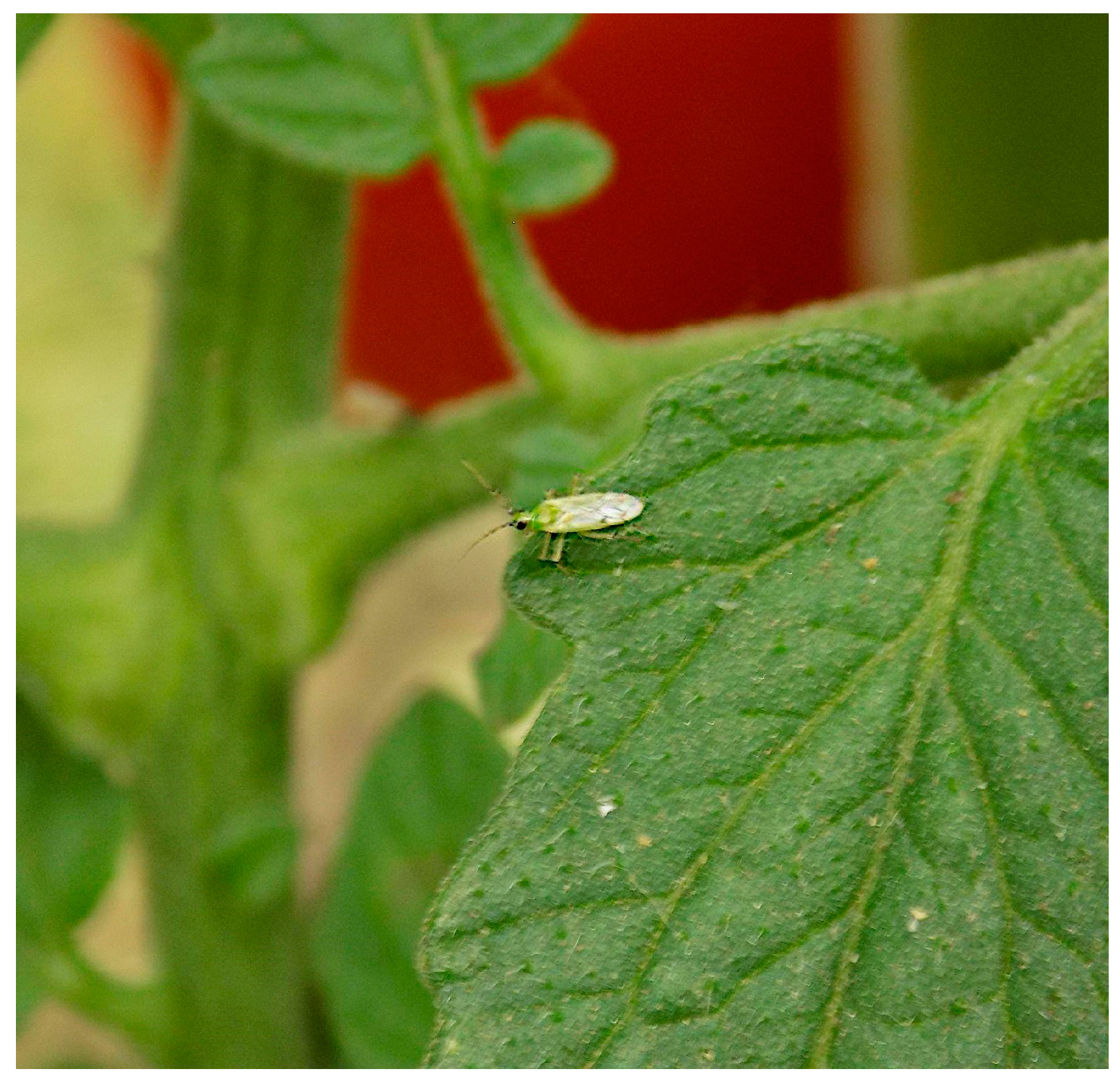 Horticulturae 11 00155 g001