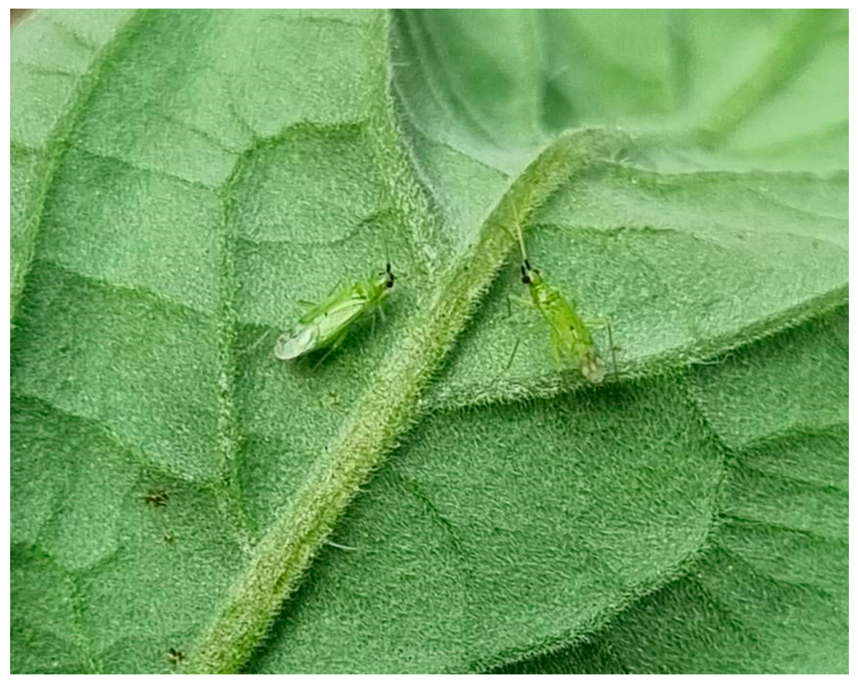 Horticulturae 11 00155 g002