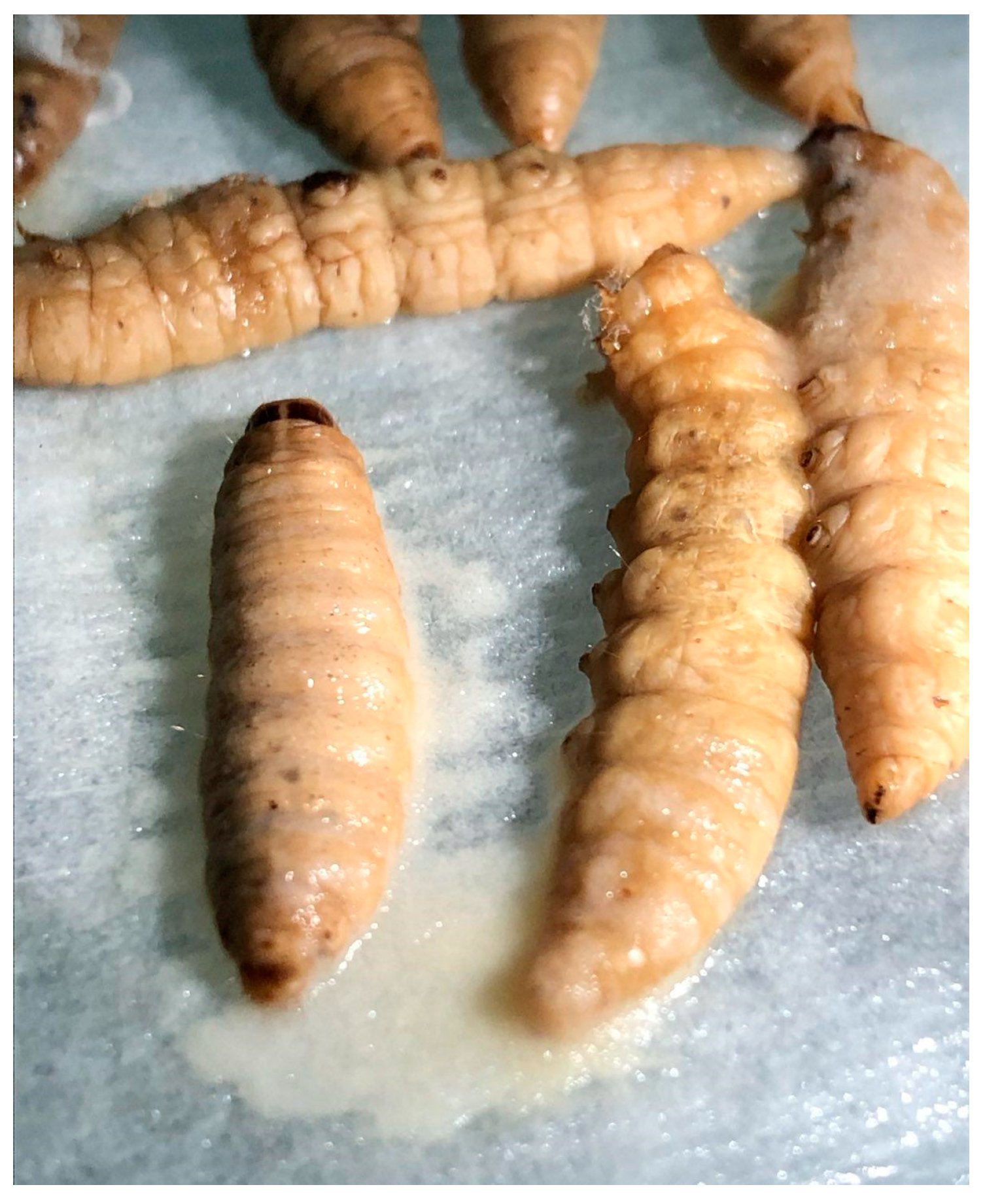 Horticulturae 11 00155 g004