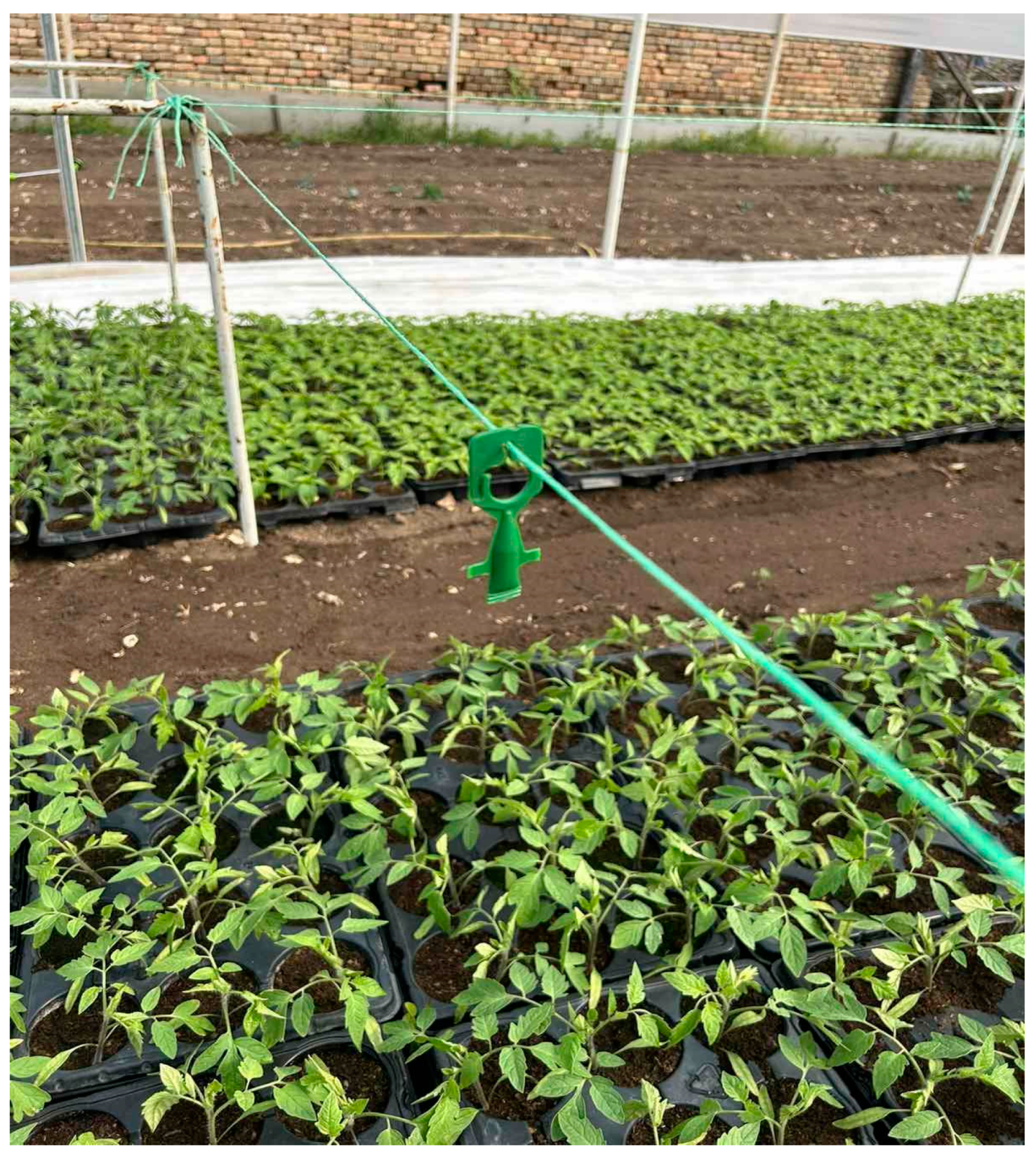 Horticulturae 11 00155 g005