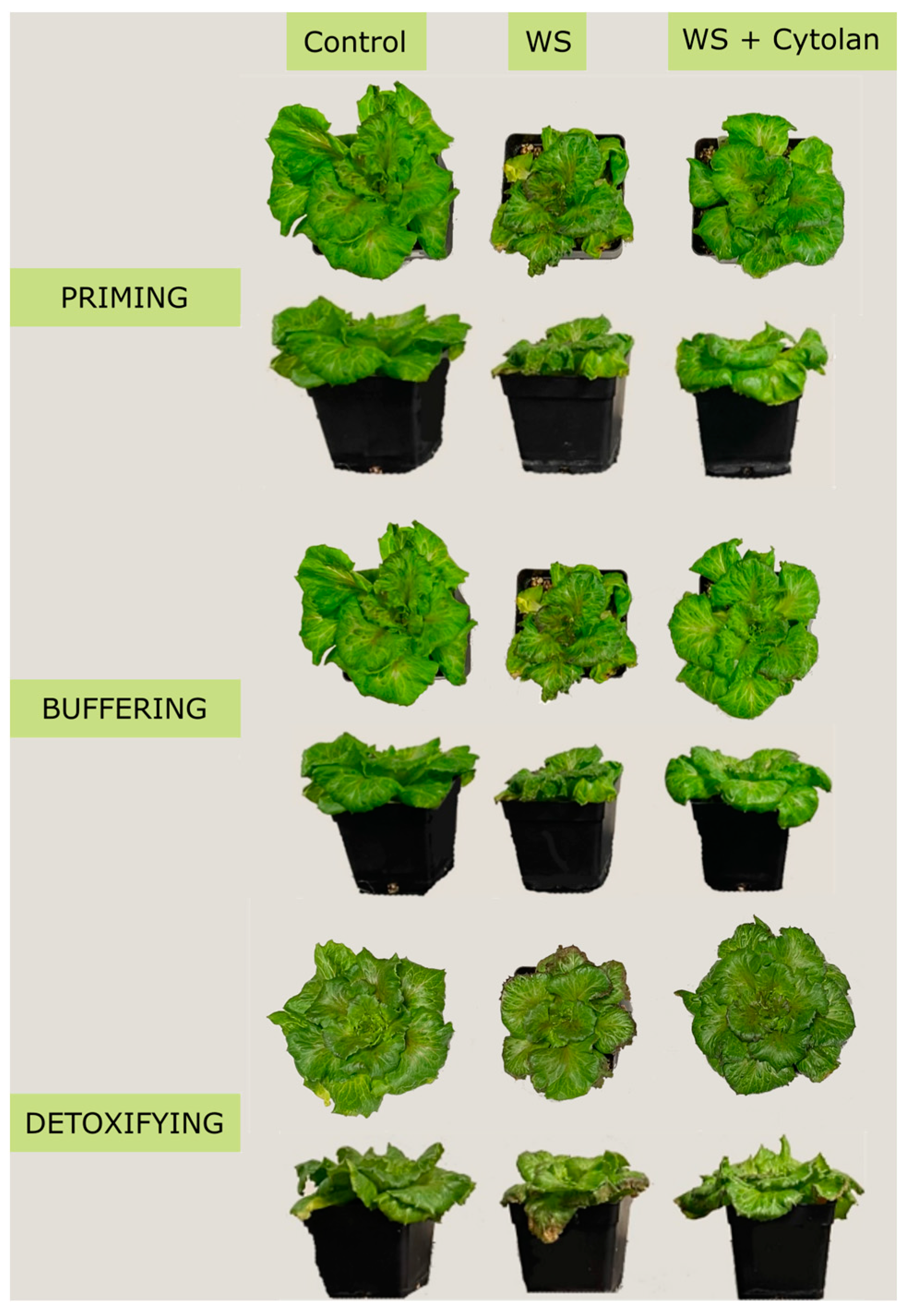 Horticulturae 11 00157 g001