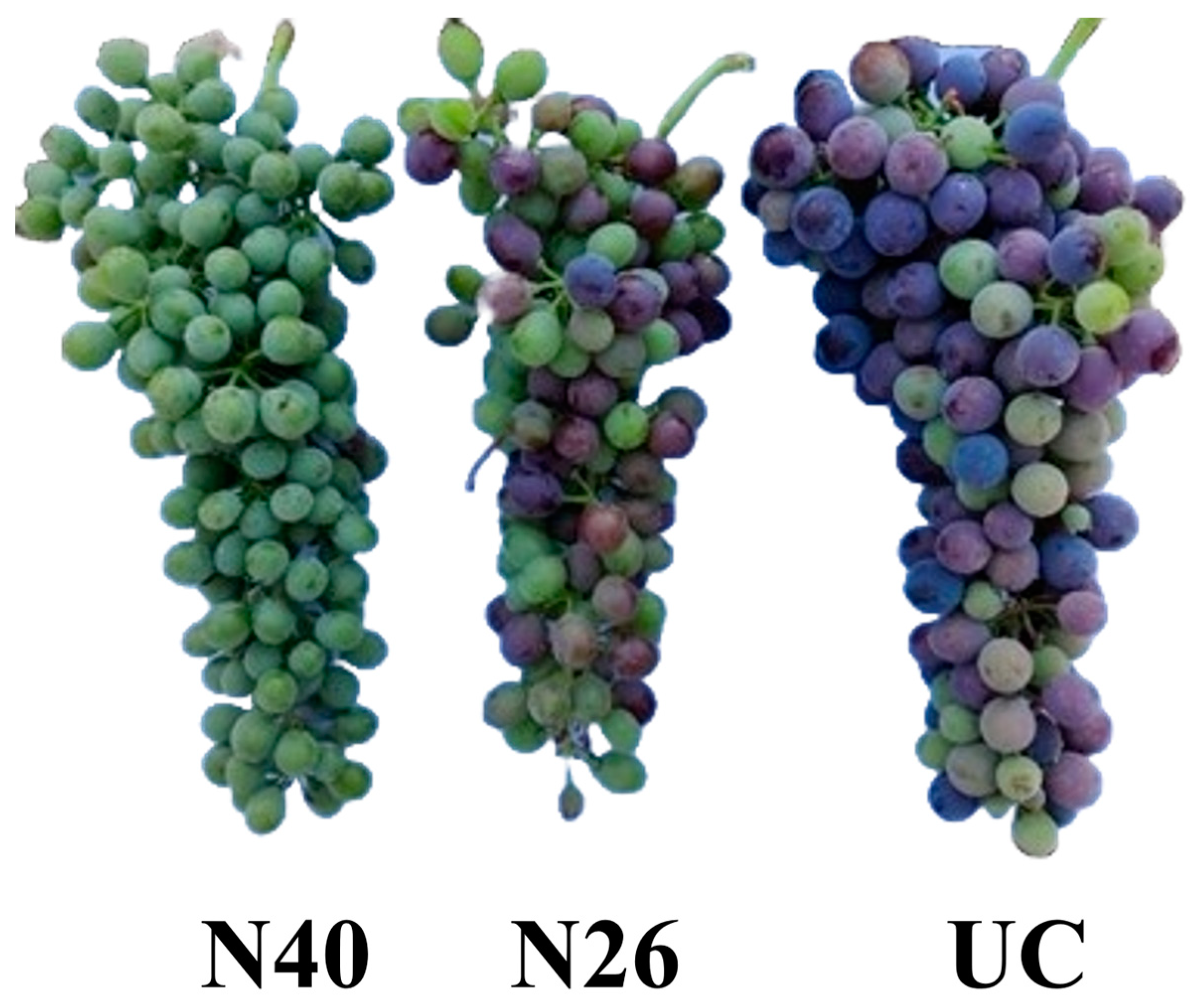 Horticulturae 11 00163 g002