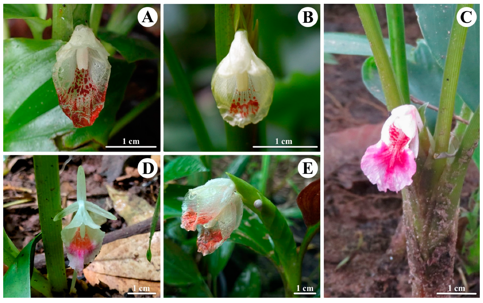 Horticulturae 11 00178 g002