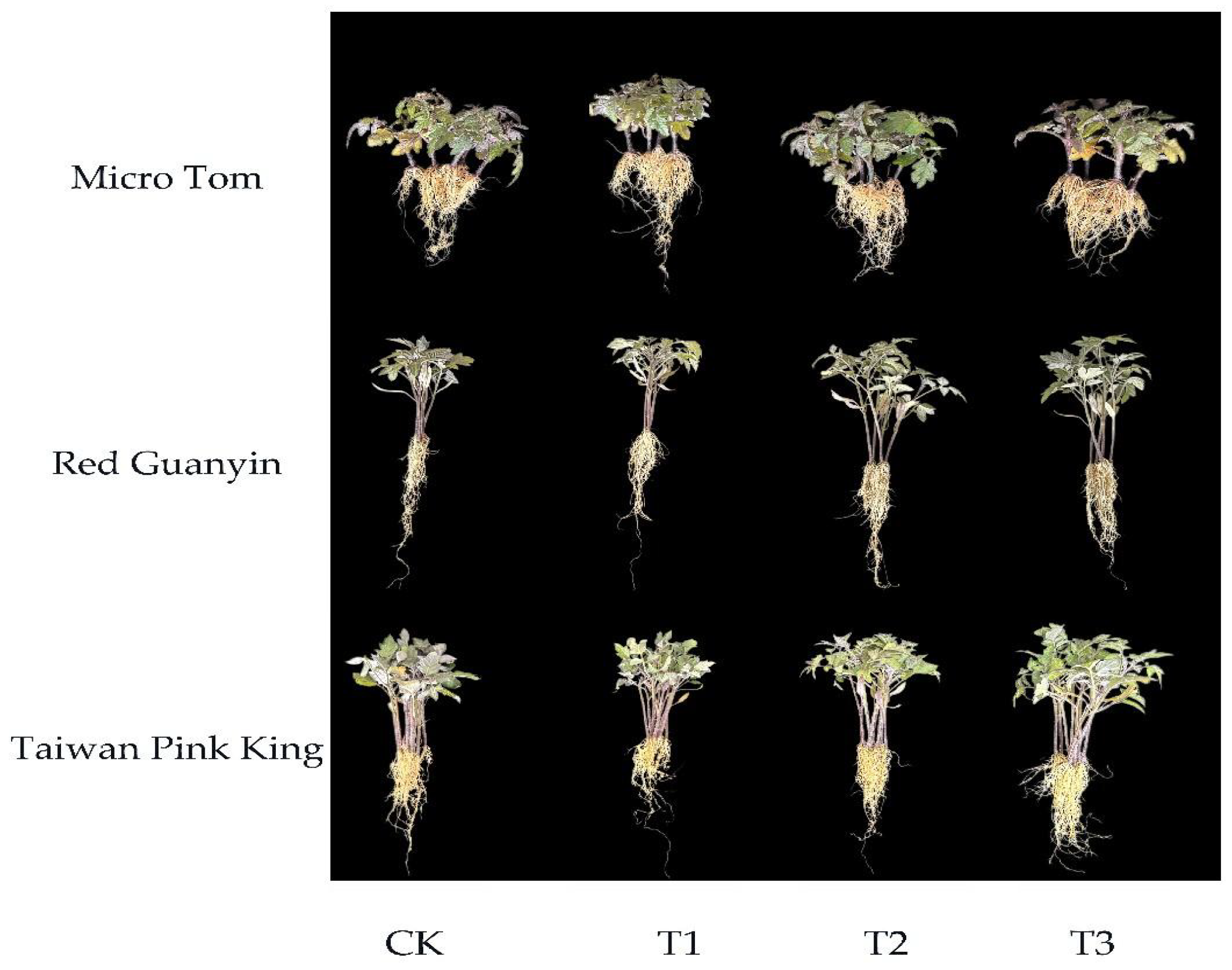 Horticulturae 11 00179 g001