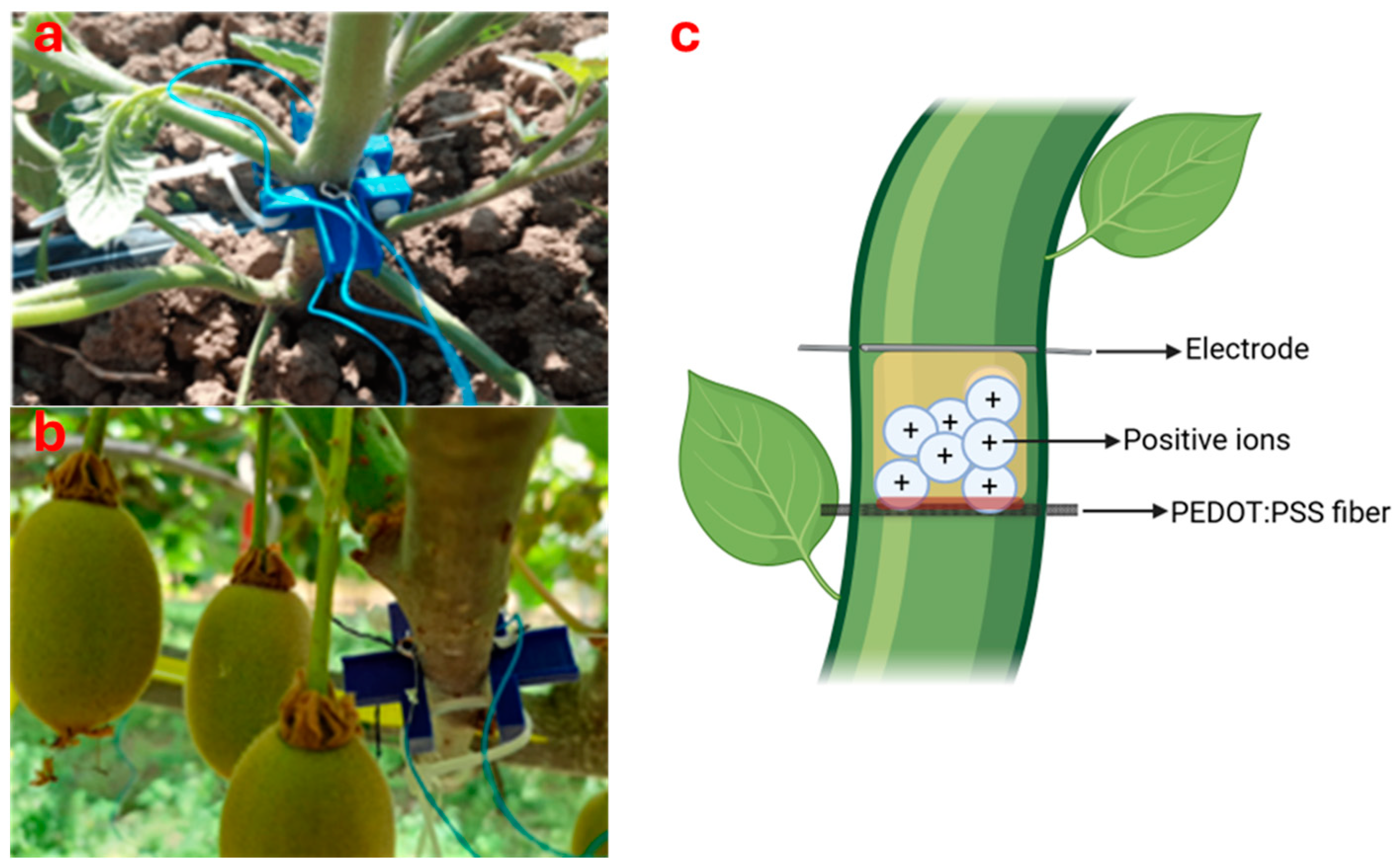 Horticulturae 11 00182 g004