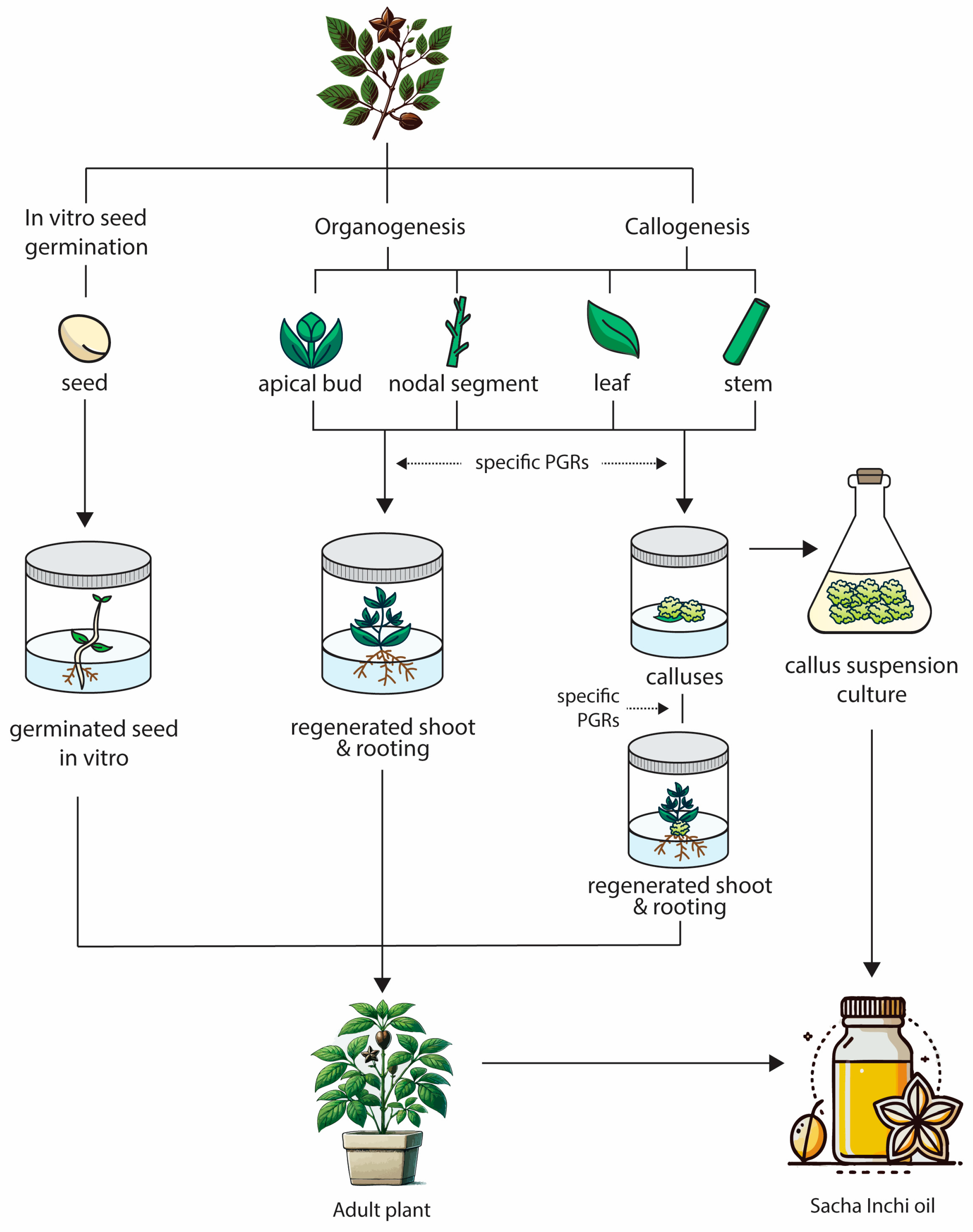 Horticulturae 11 00194 g001 Horticulturae 11 00194 g001