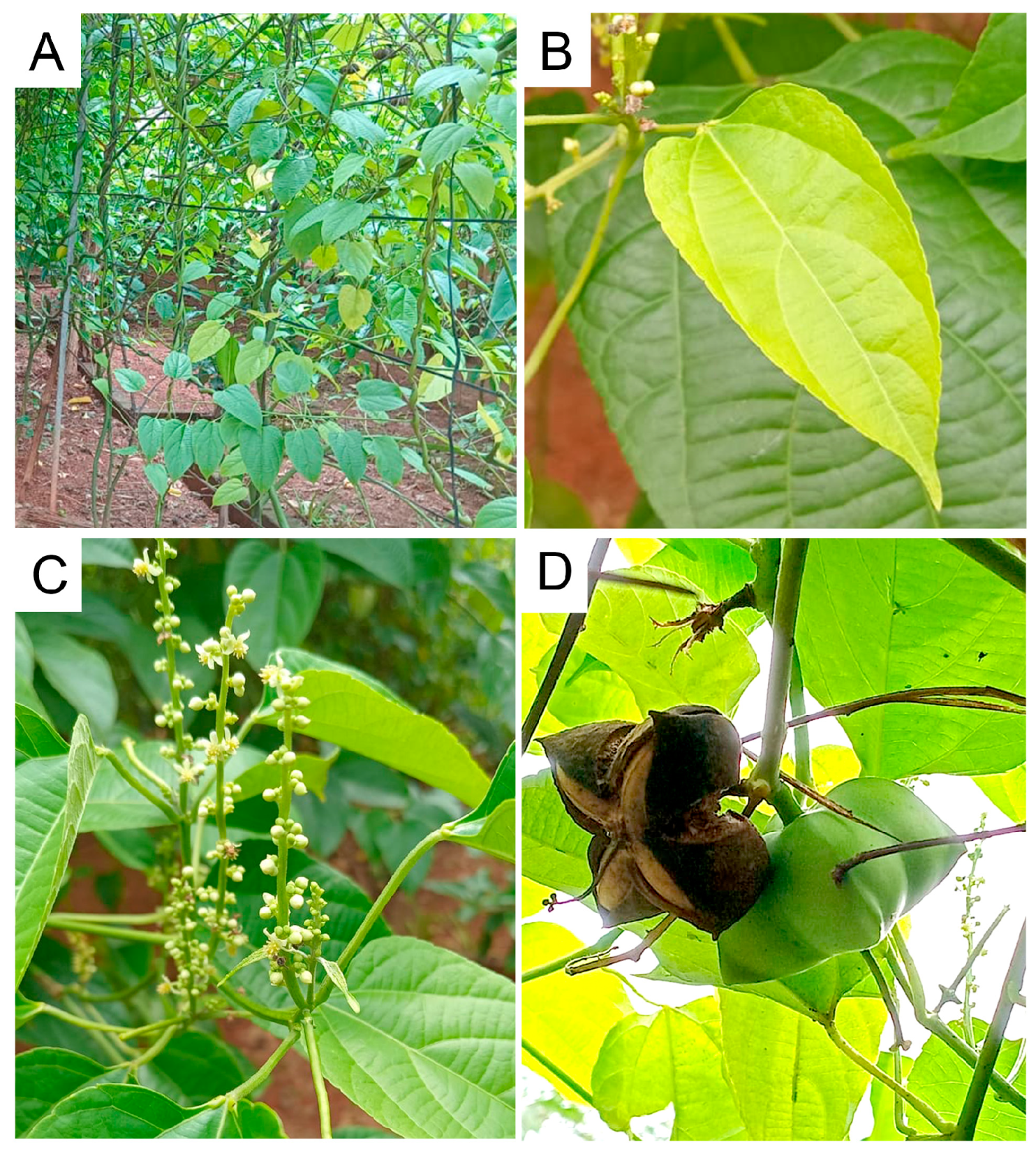 Horticulturae 11 00194 g002 Horticulturae 11 00194 g002