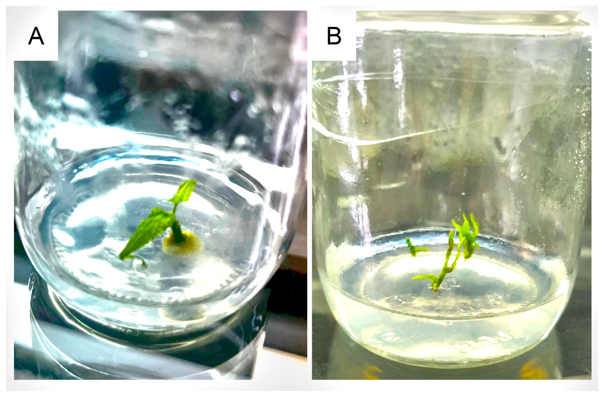 Horticulturae 11 00194 g005 Horticulturae 11 00194 g005