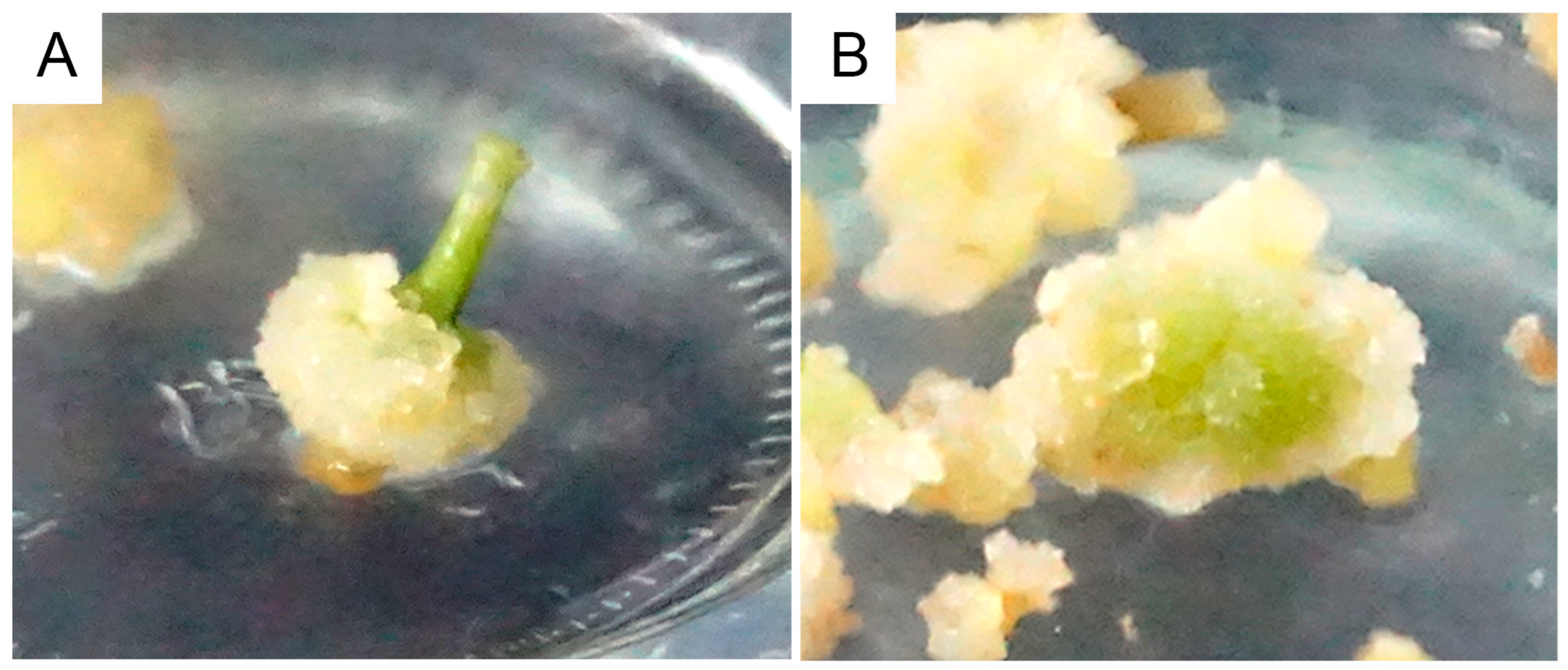 Horticulturae 11 00194 g006 Horticulturae 11 00194 g006