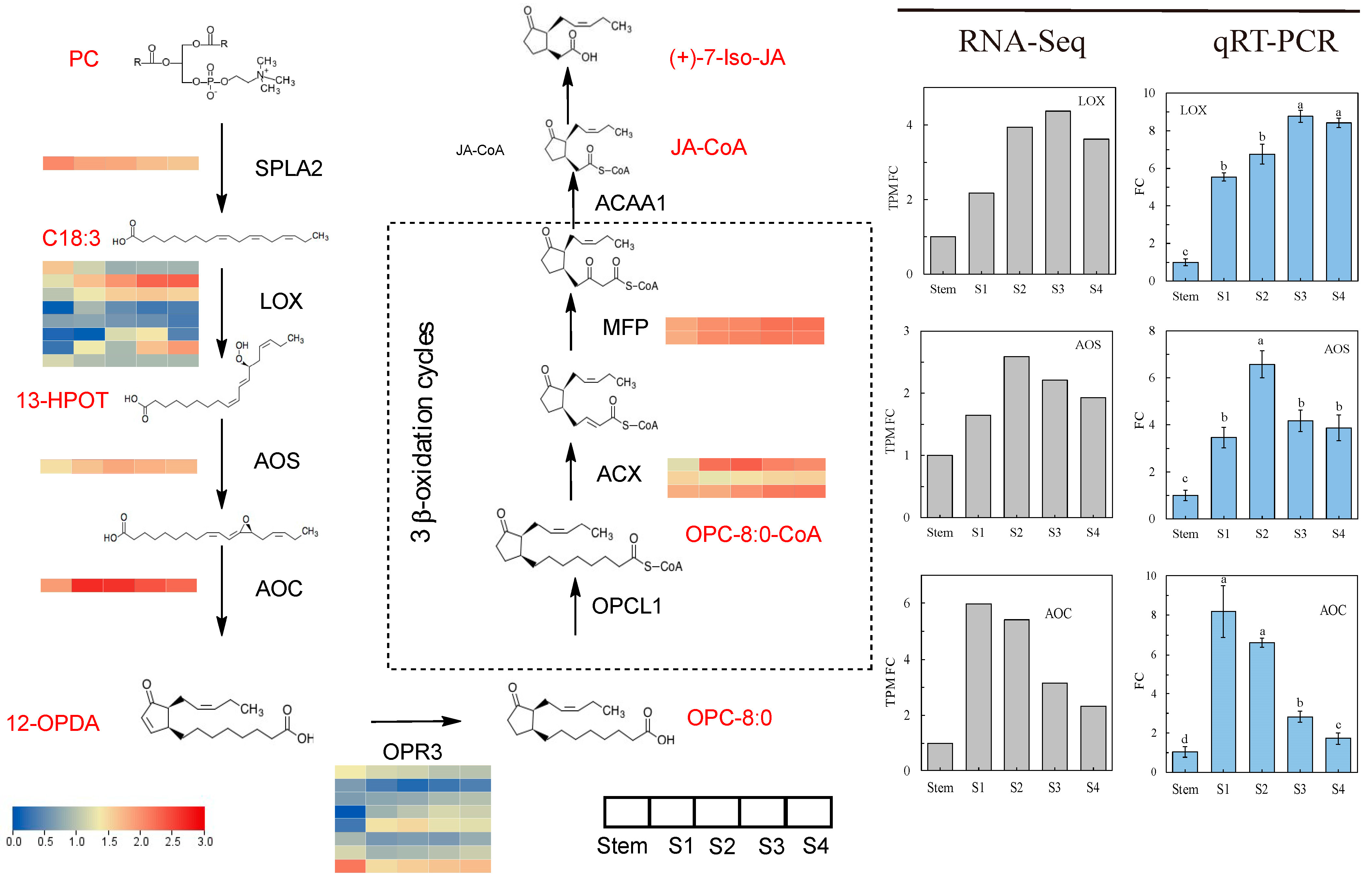 Horticulturae 11 00201 g004