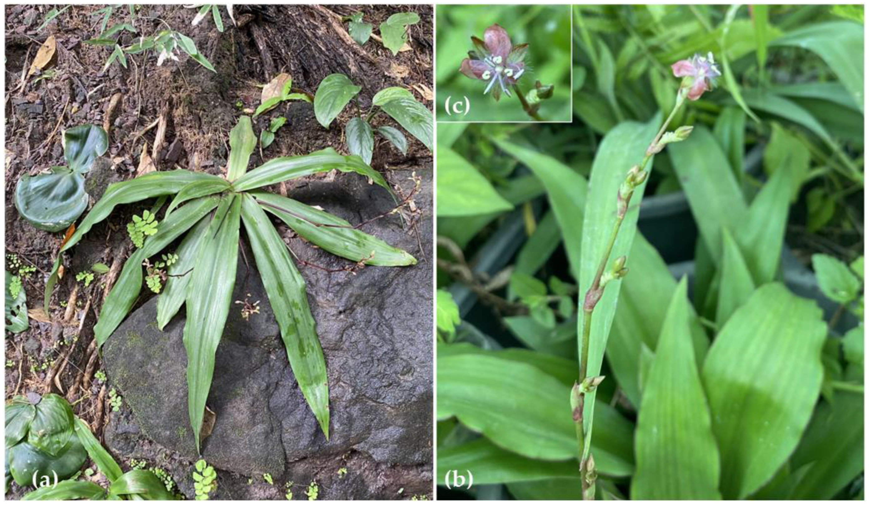 Horticulturae 11 00202 g001