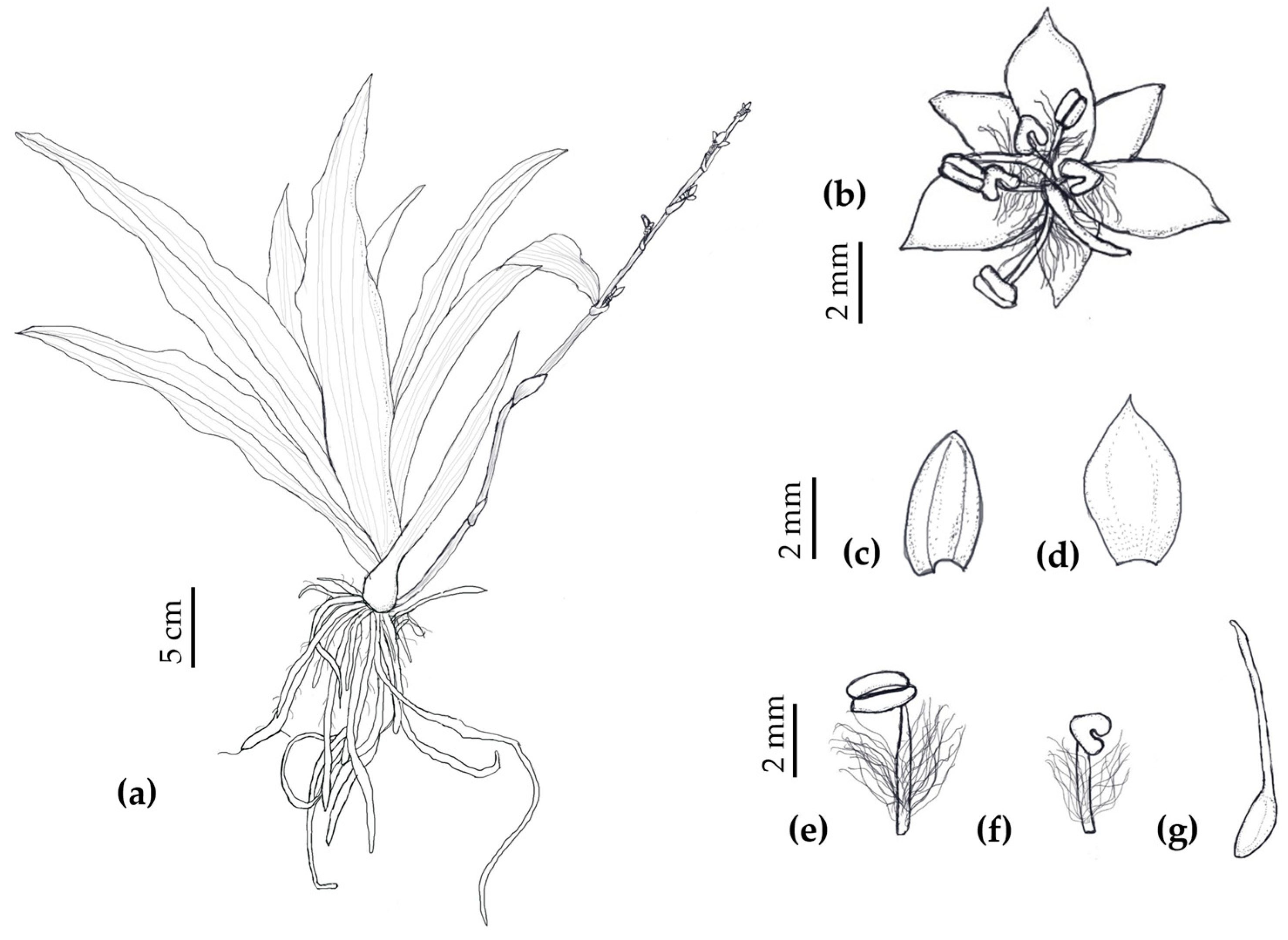 Horticulturae 11 00202 g002