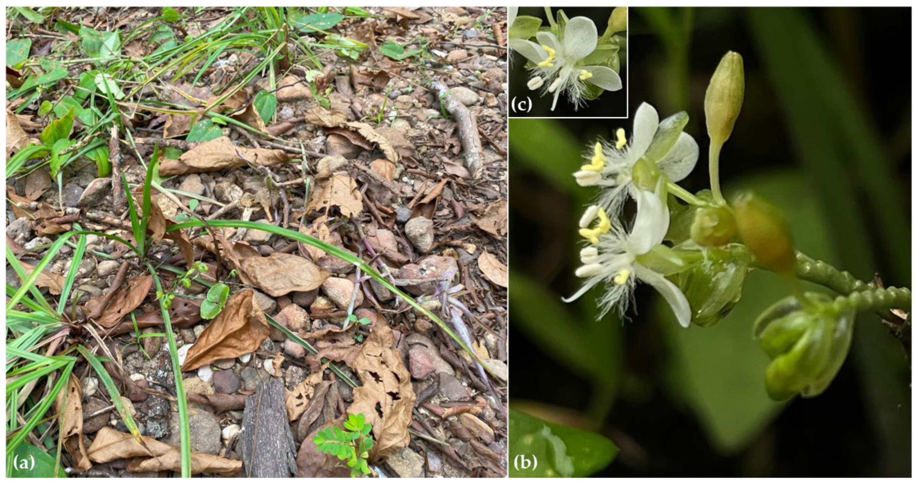 Horticulturae 11 00202 g003