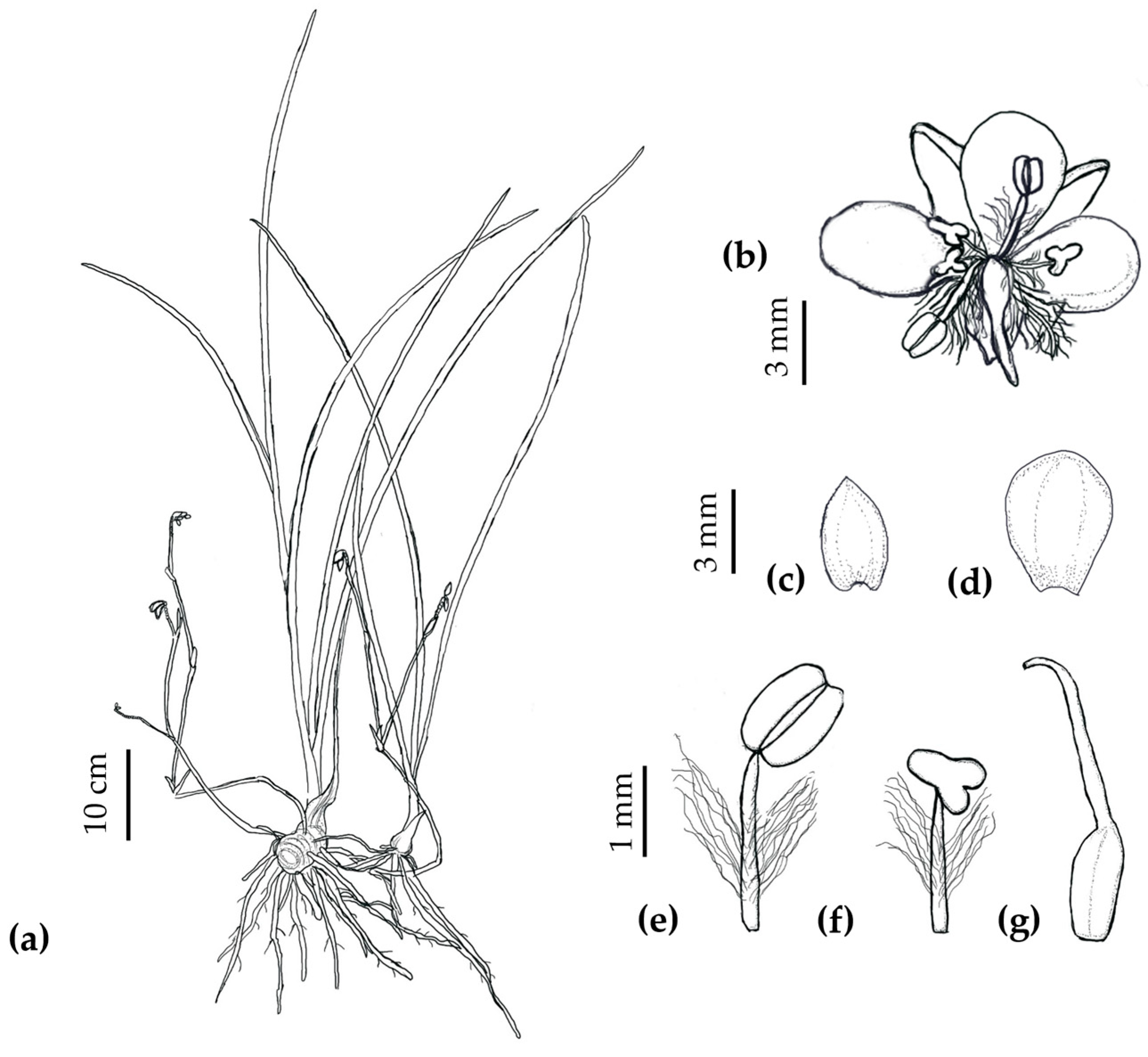 Horticulturae 11 00202 g004