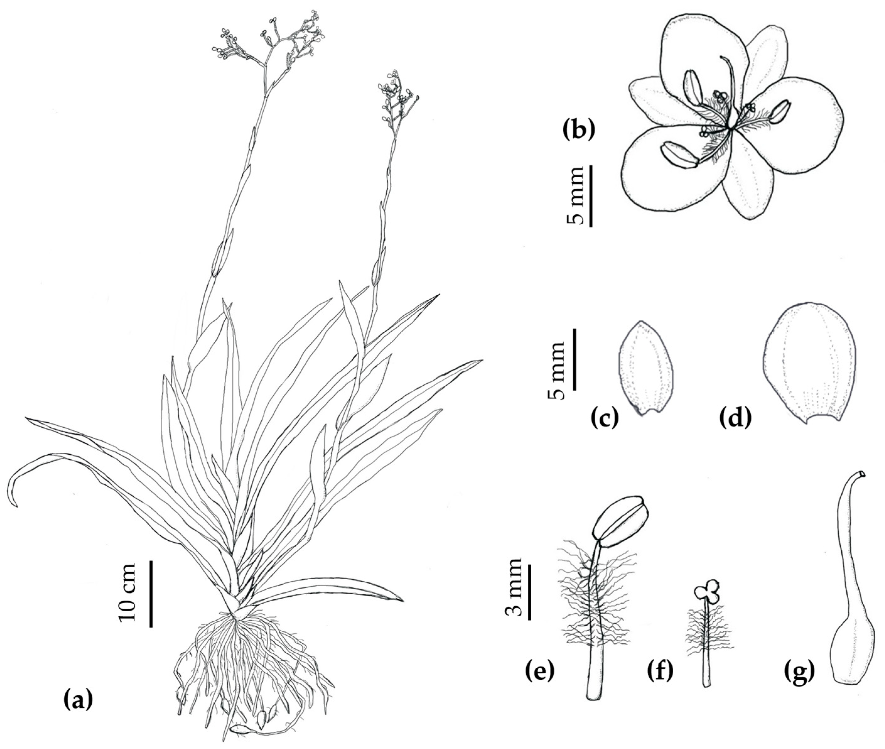 Horticulturae 11 00202 g006