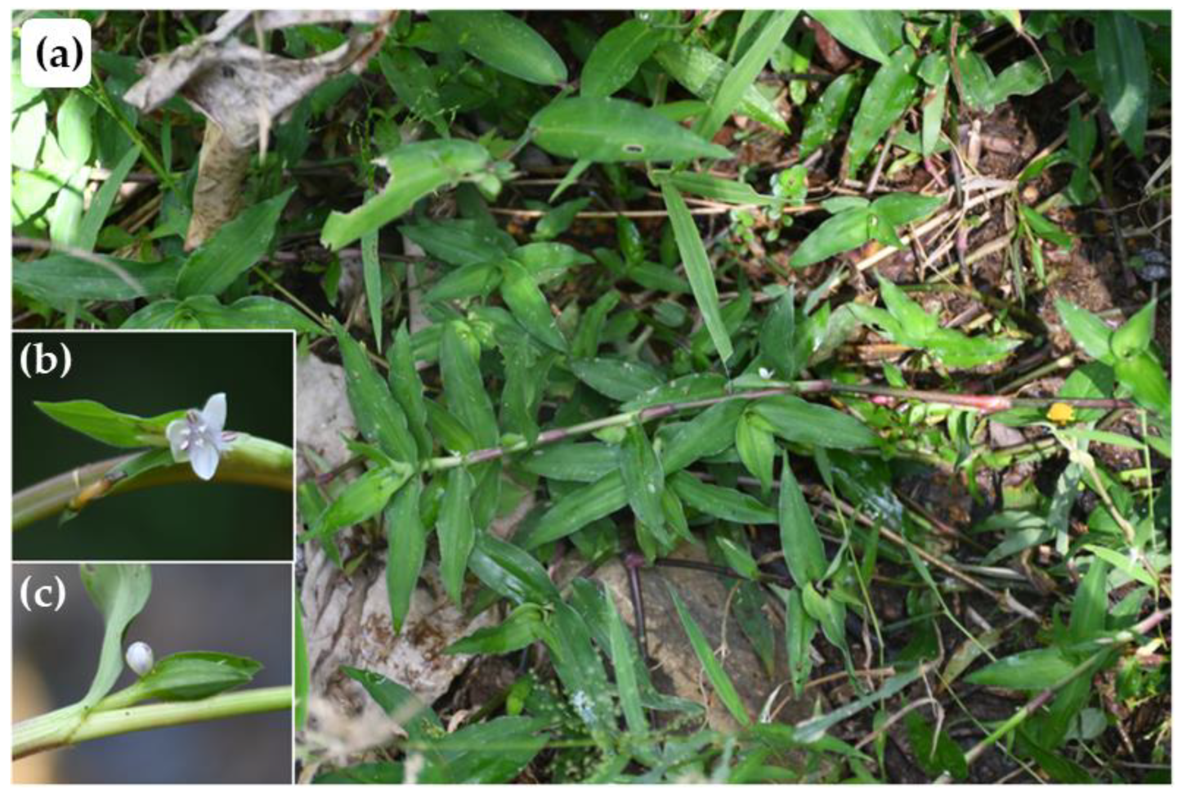 Horticulturae 11 00202 g007