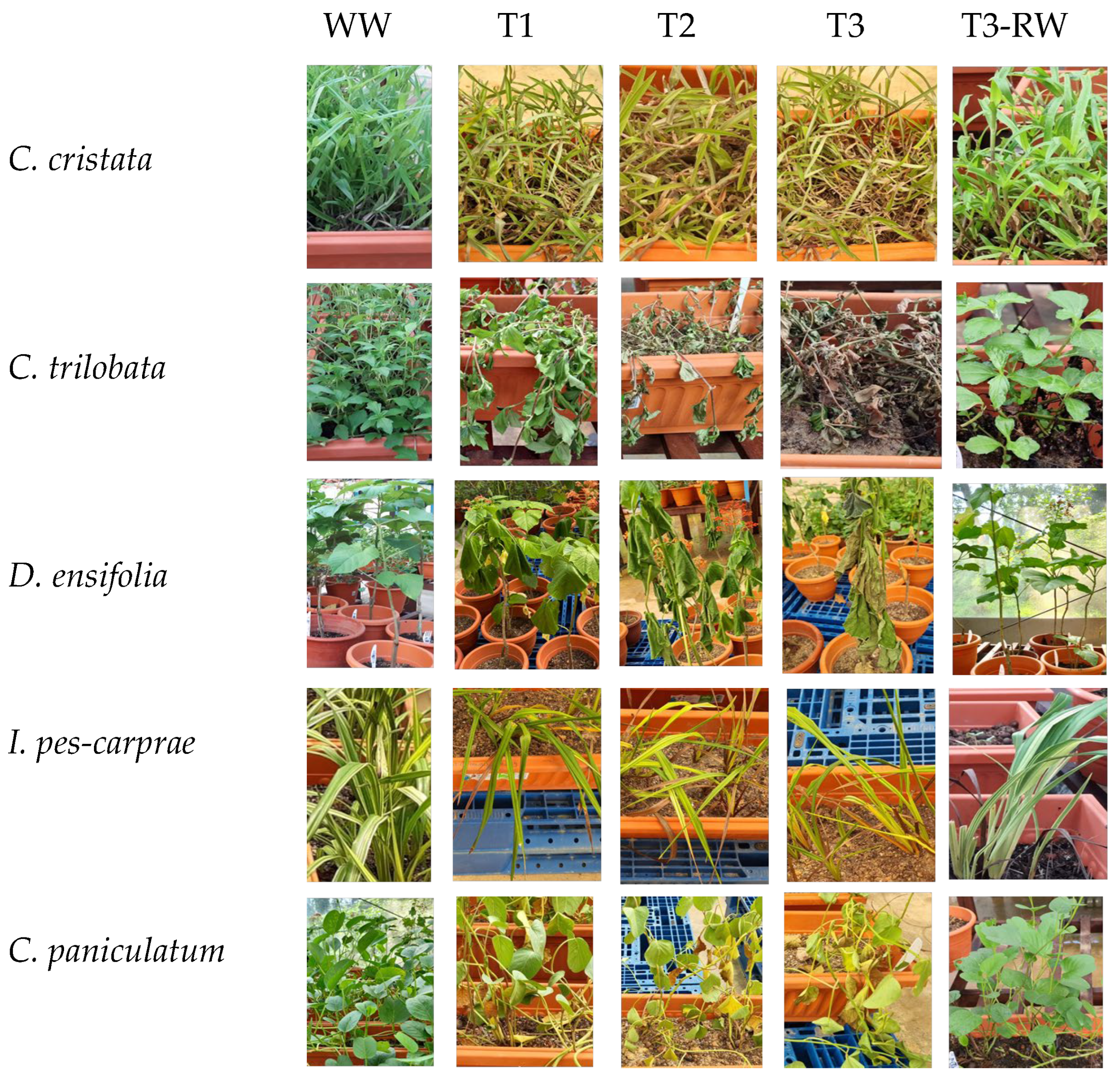Horticulturae 11 00230 g002 Horticulturae 11 00230 g002