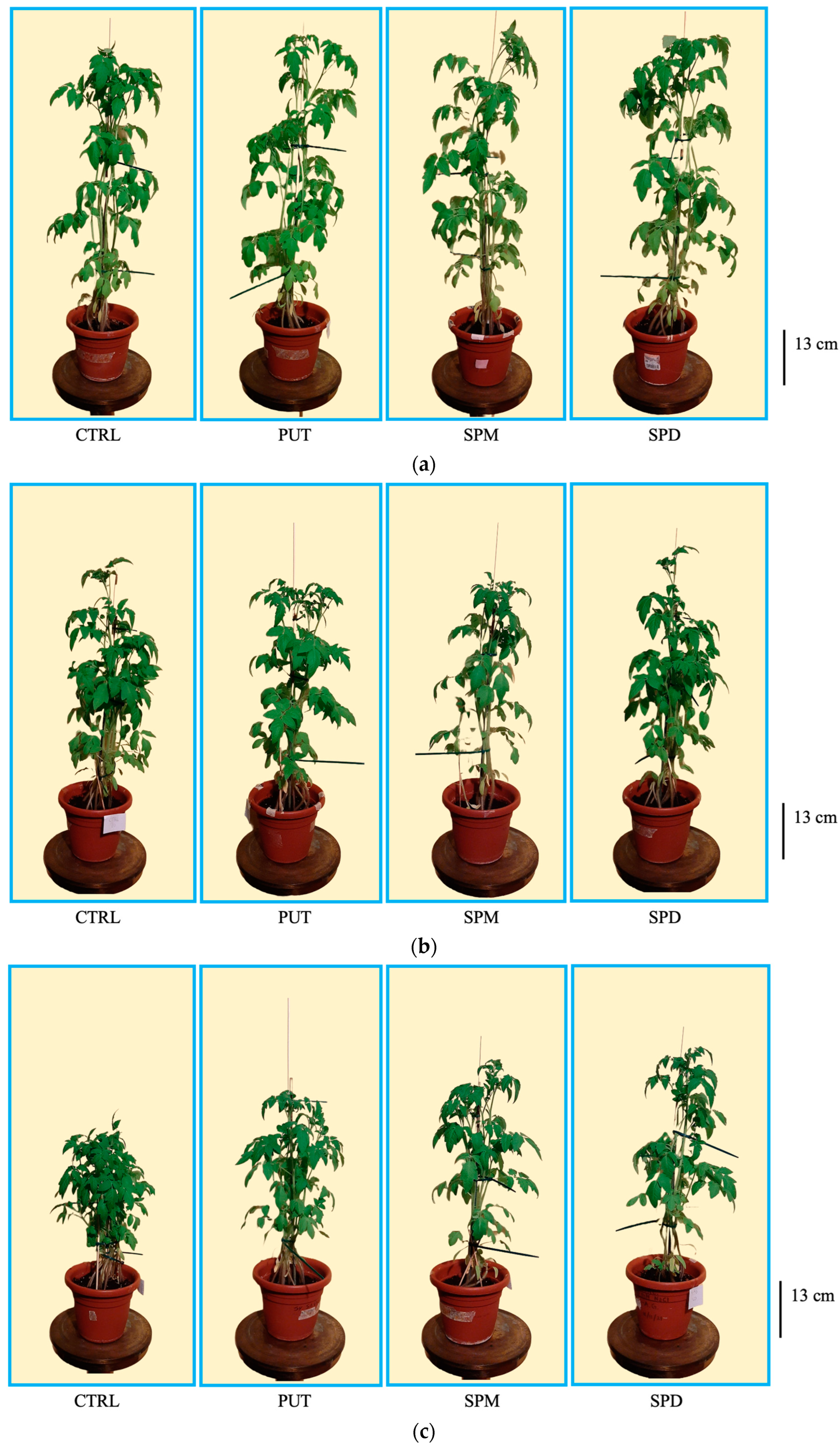 Horticulturae 11 00236 g004 Horticulturae 11 00236 g004