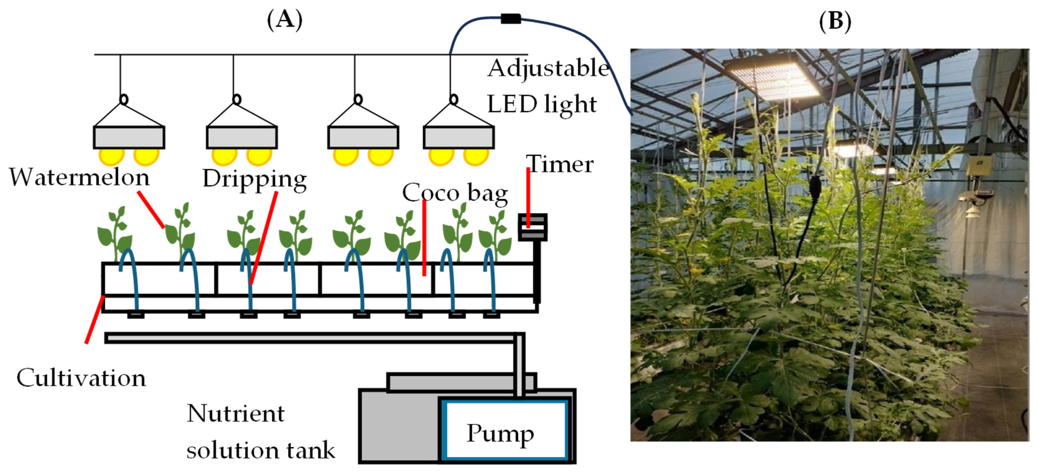 Horticulturae 11 00262 g001