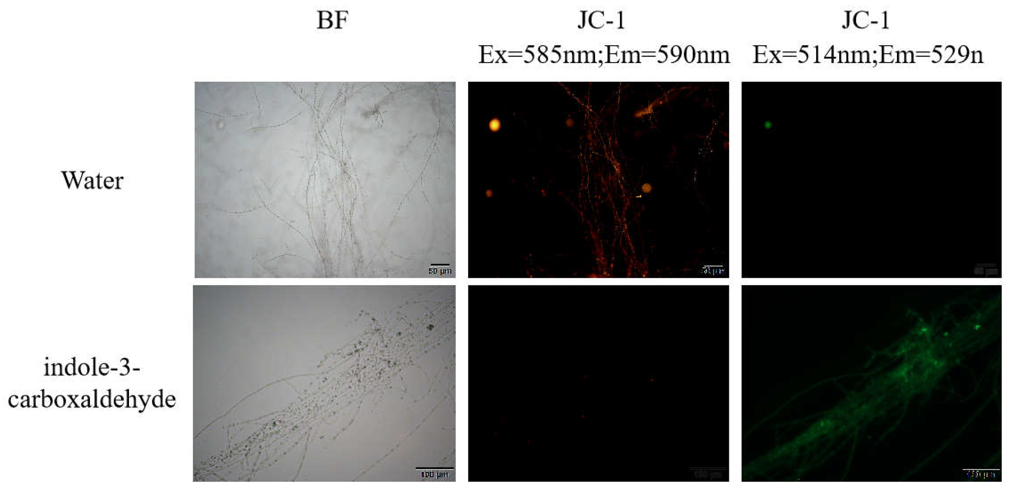 Horticulturae 11 00263 g002