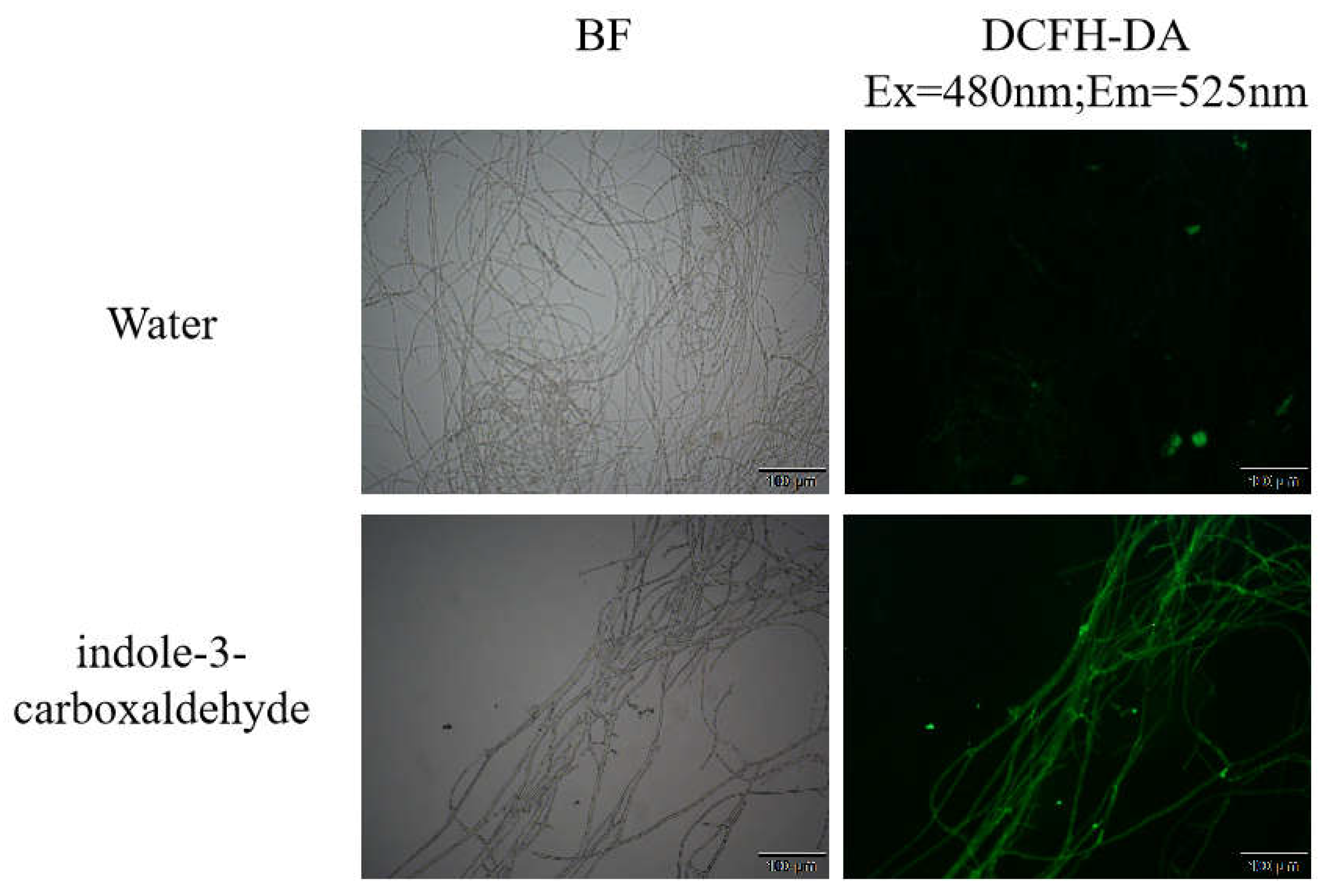 Horticulturae 11 00263 g003