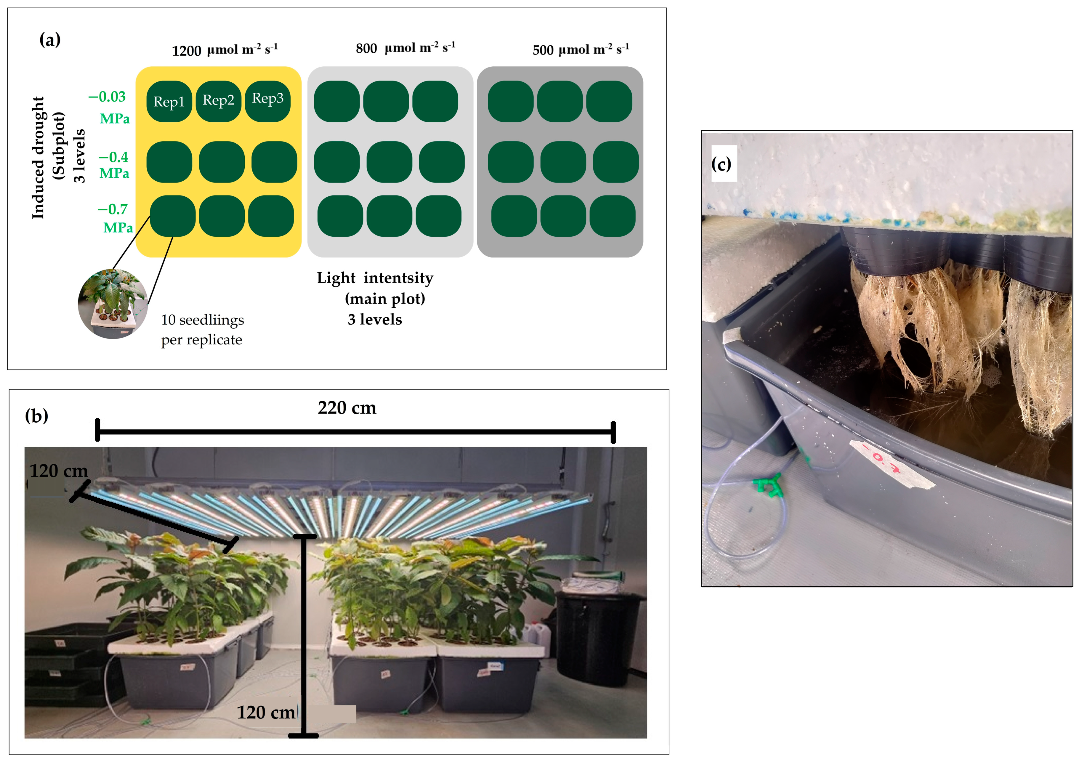 Horticulturae 11 00272 g001