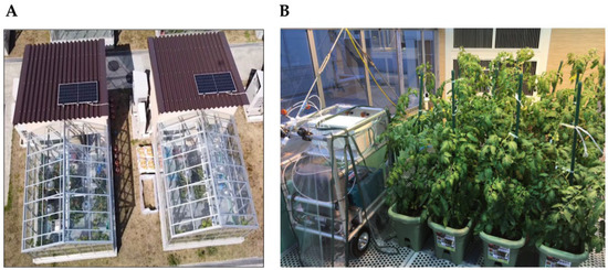 Horticulturae 11 00276 g0a1