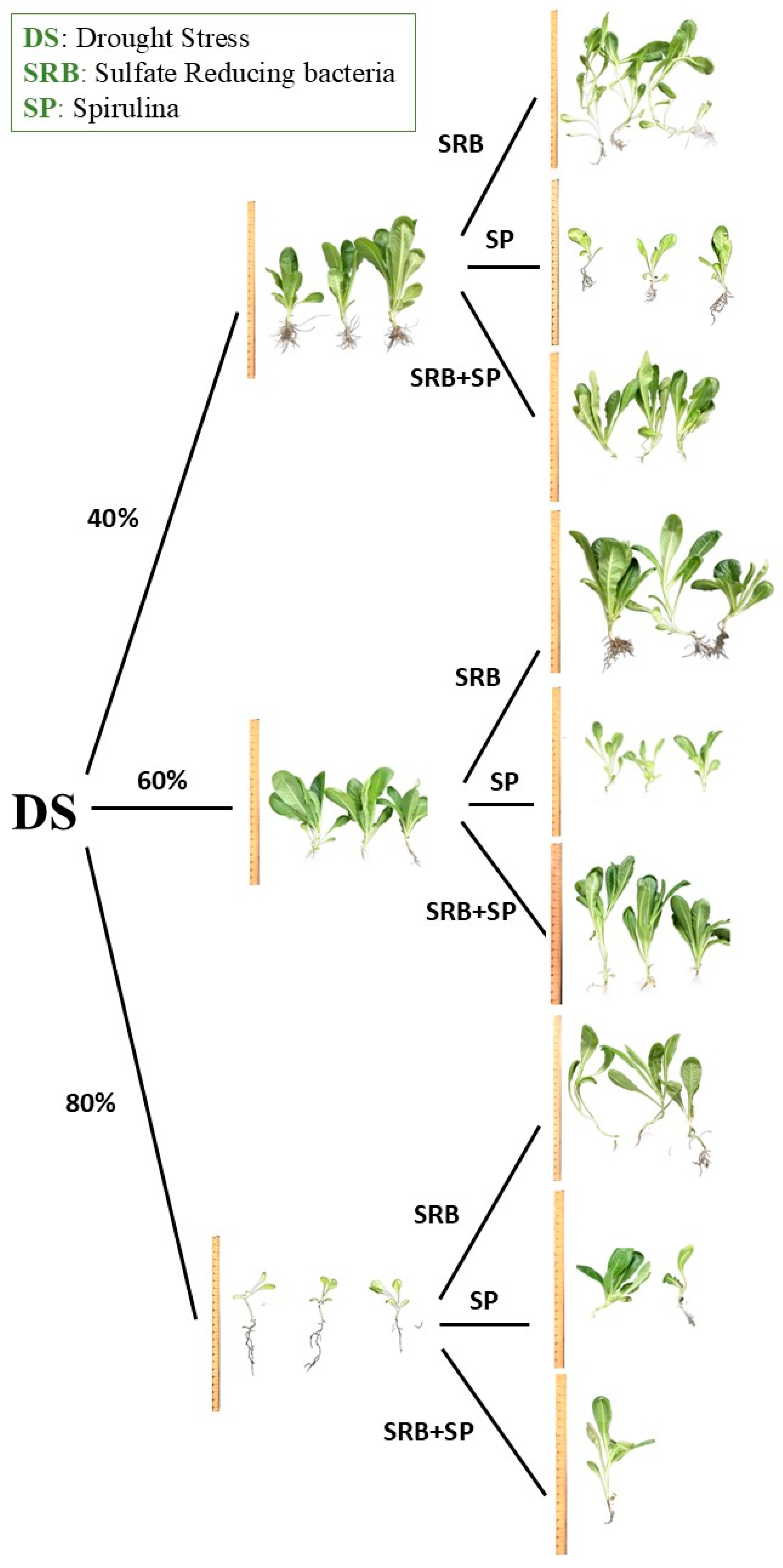 Horticulturae 11 00278 g005