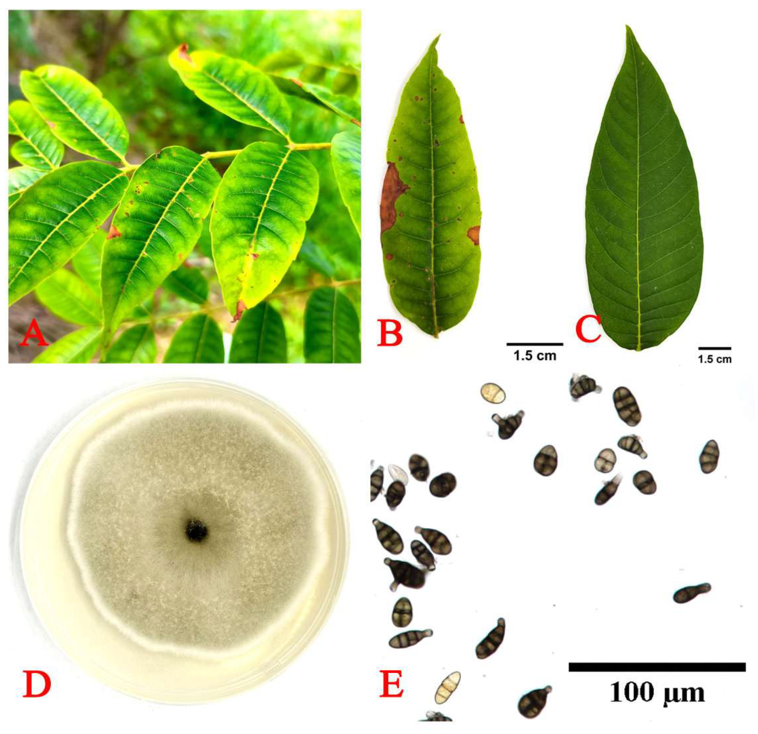 Horticulturae 11 00279 g001