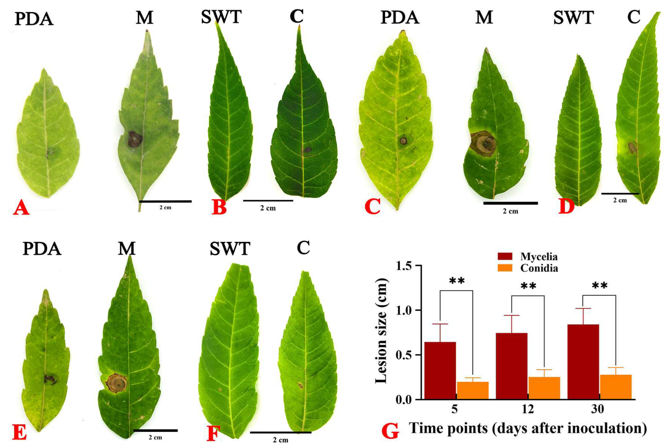 Horticulturae 11 00279 g003