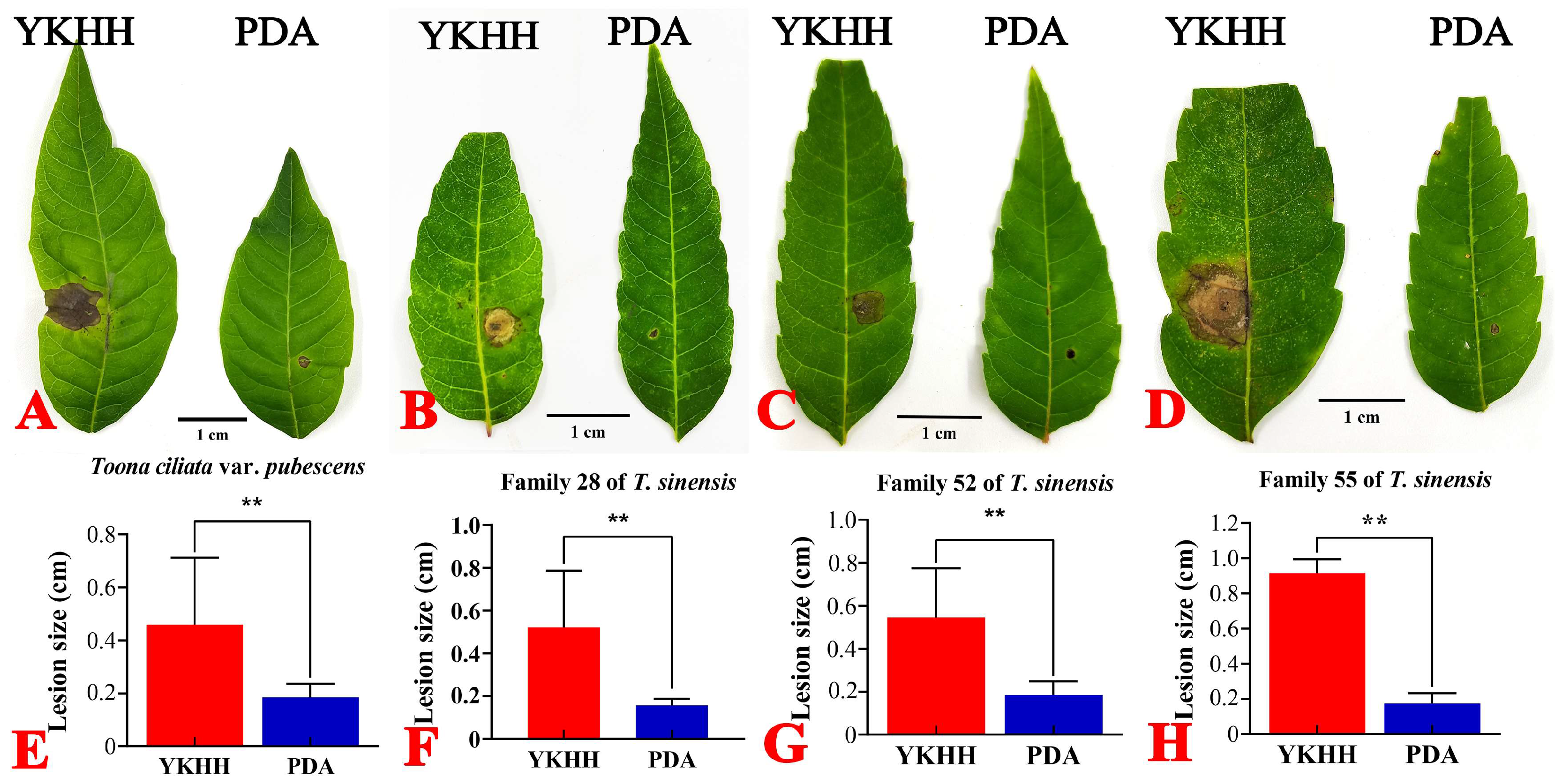 Horticulturae 11 00279 g004