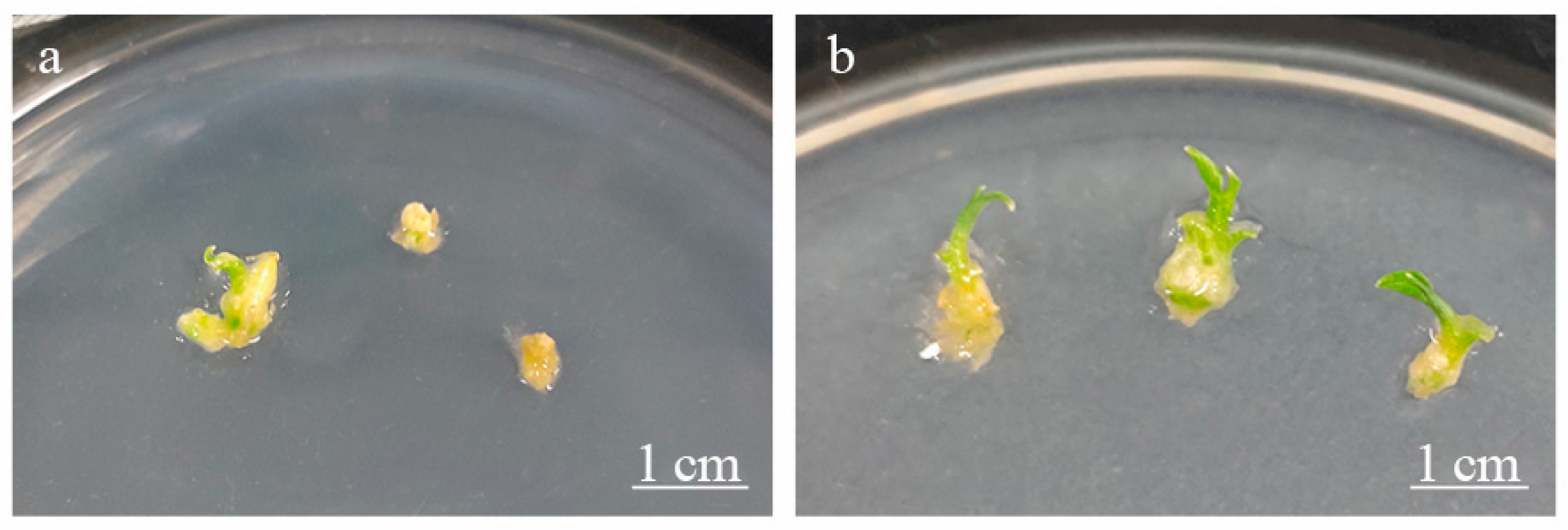 Horticulturae 11 00283 g004