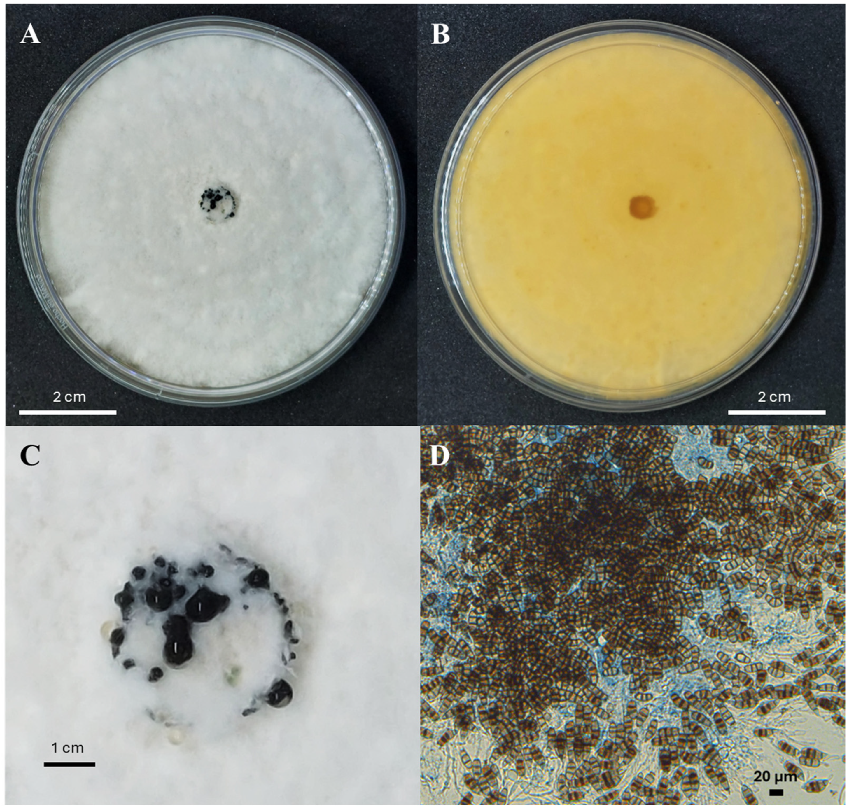 Horticulturae 11 00288 g003