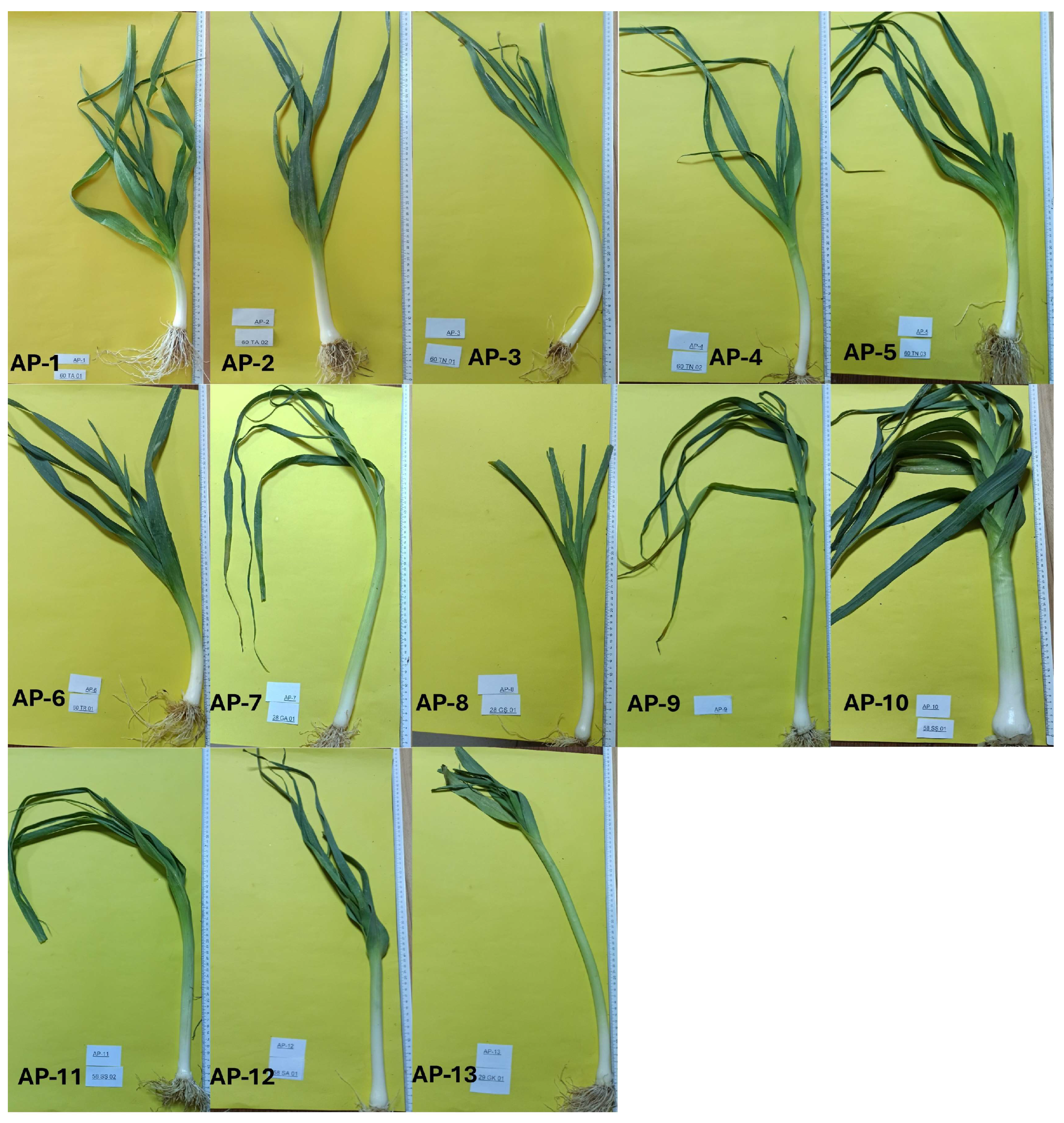 Horticulturae 11 00294 g002 Horticulturae 11 00294 g002