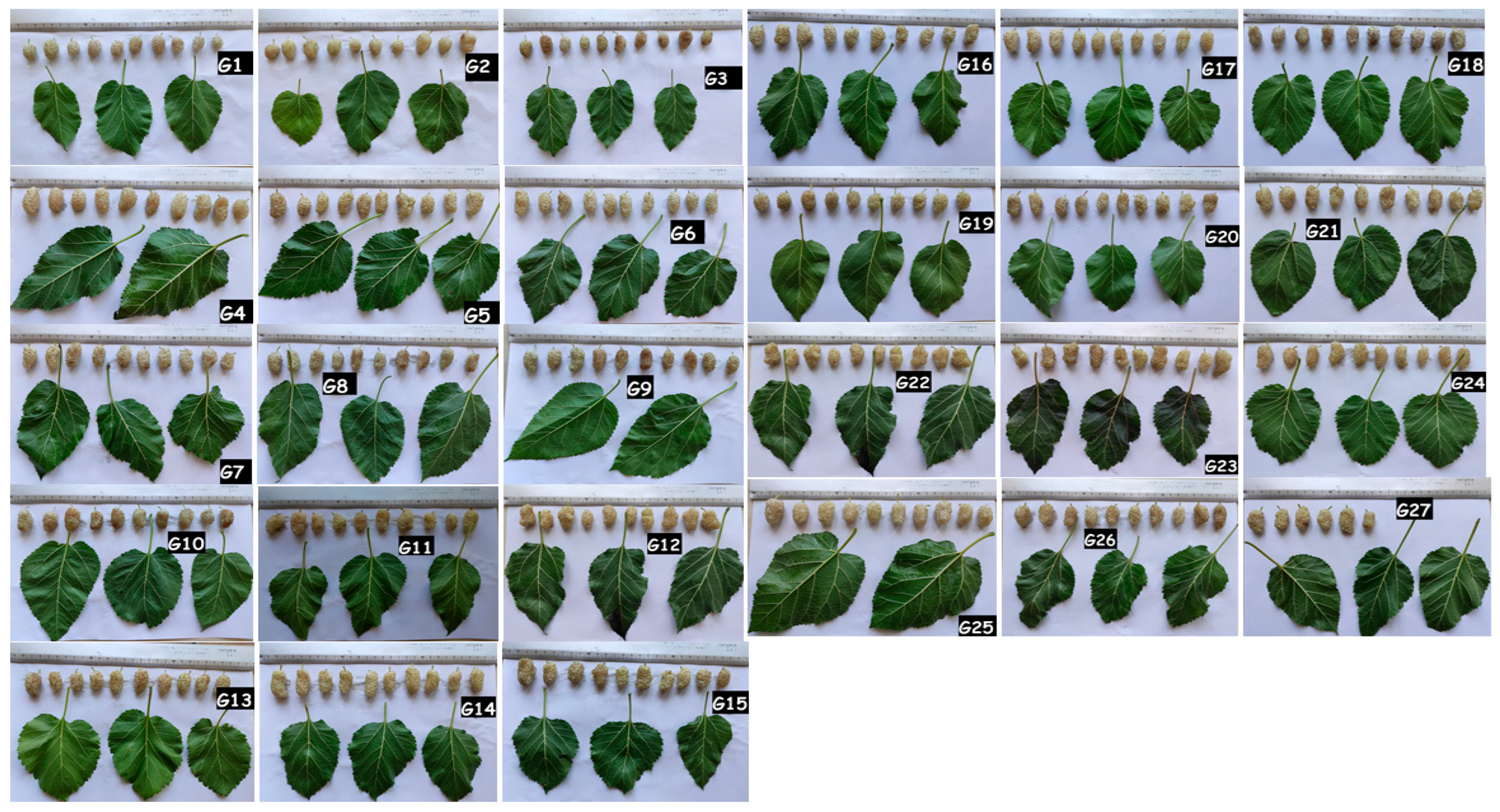 Horticulturae 11 00298 g002