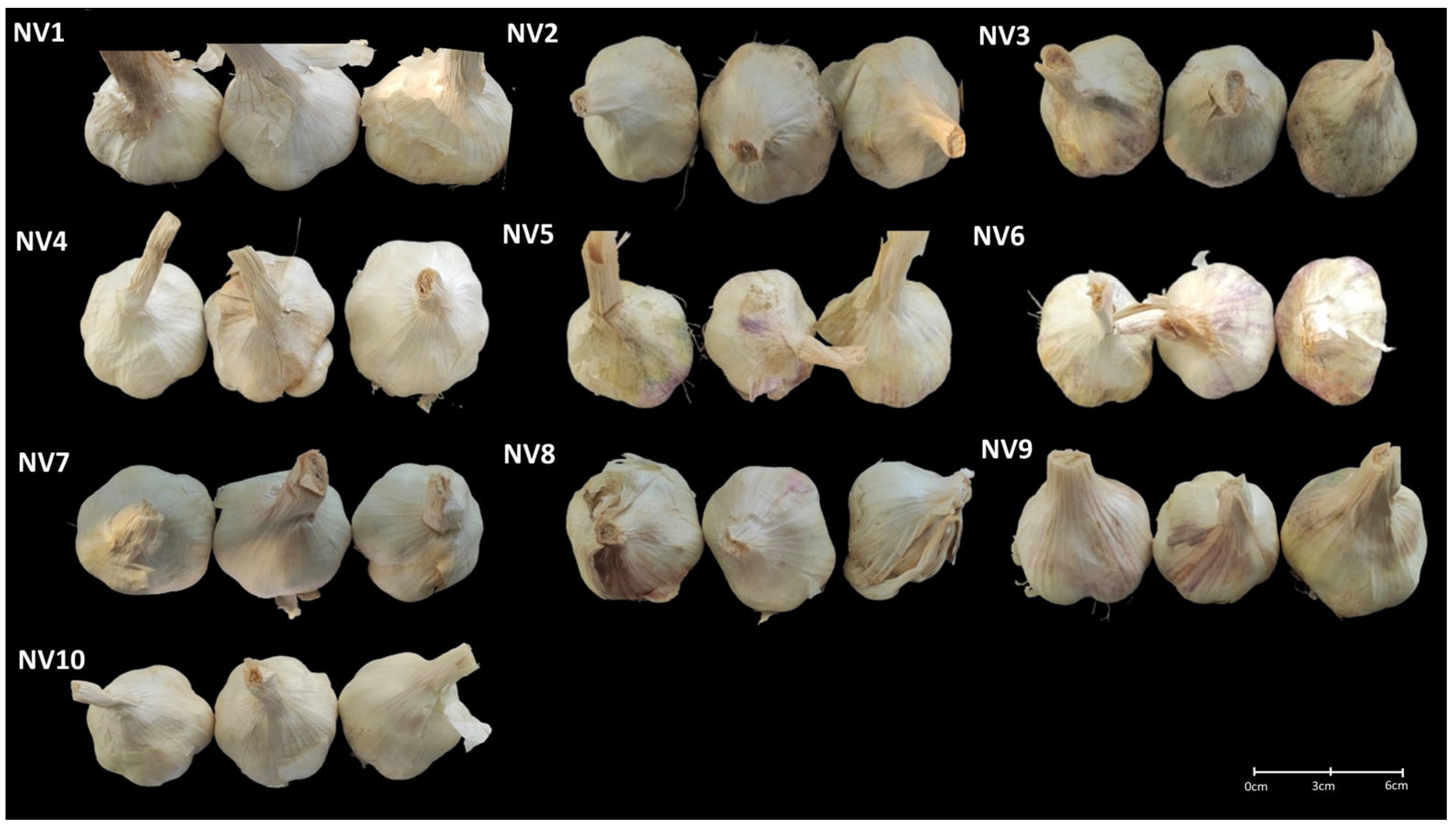 Horticulturae 11 00304 g001