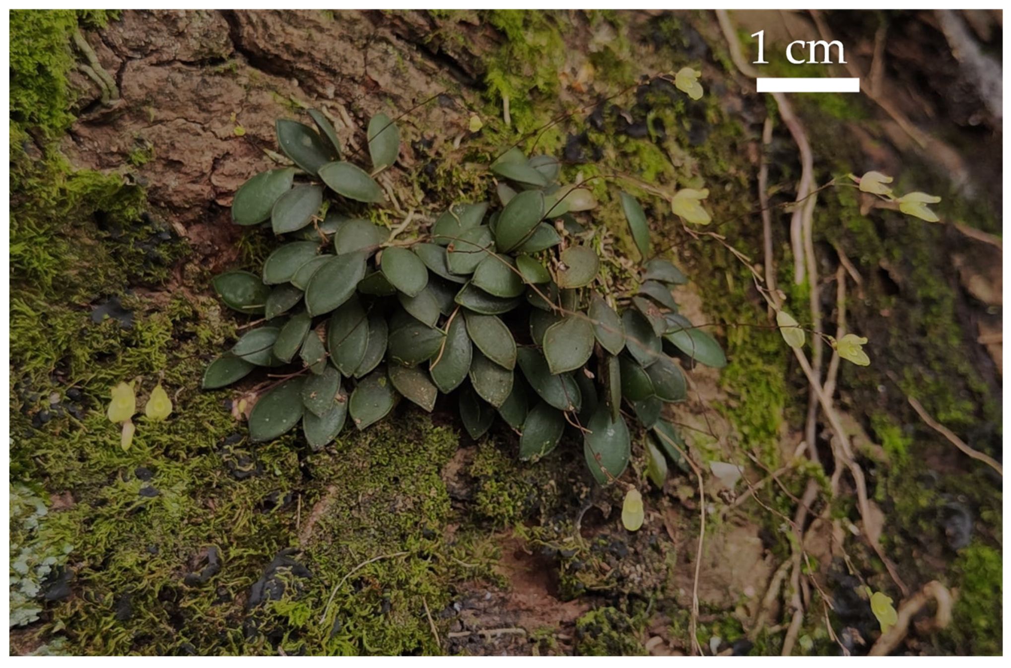 Horticulturae 11 00311 g001 Horticulturae 11 00311 g001