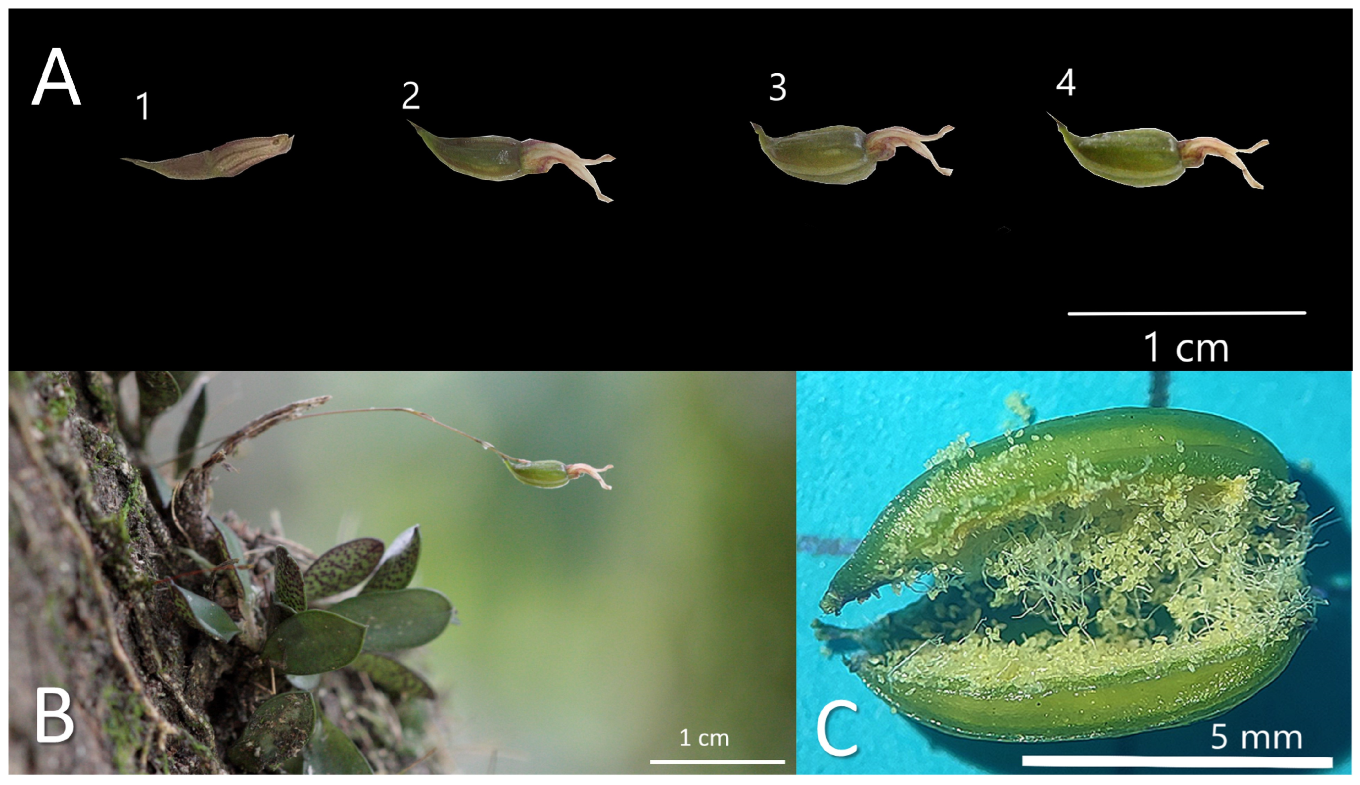 Horticulturae 11 00311 g004 Horticulturae 11 00311 g004