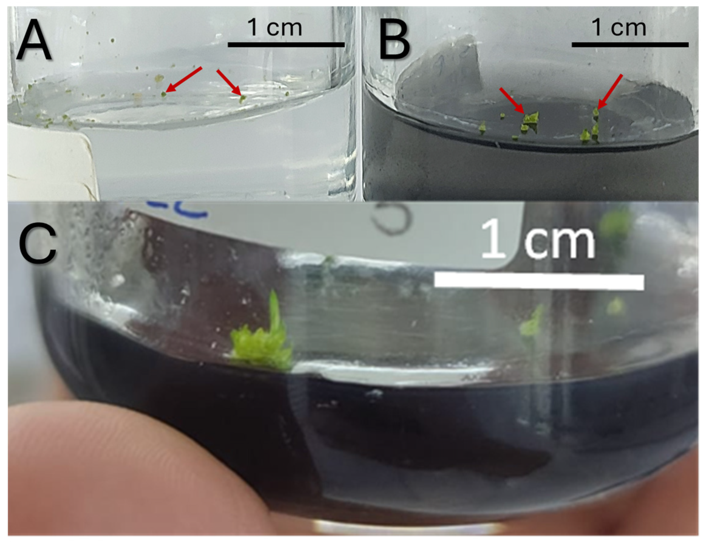 Horticulturae 11 00311 g006 Horticulturae 11 00311 g006