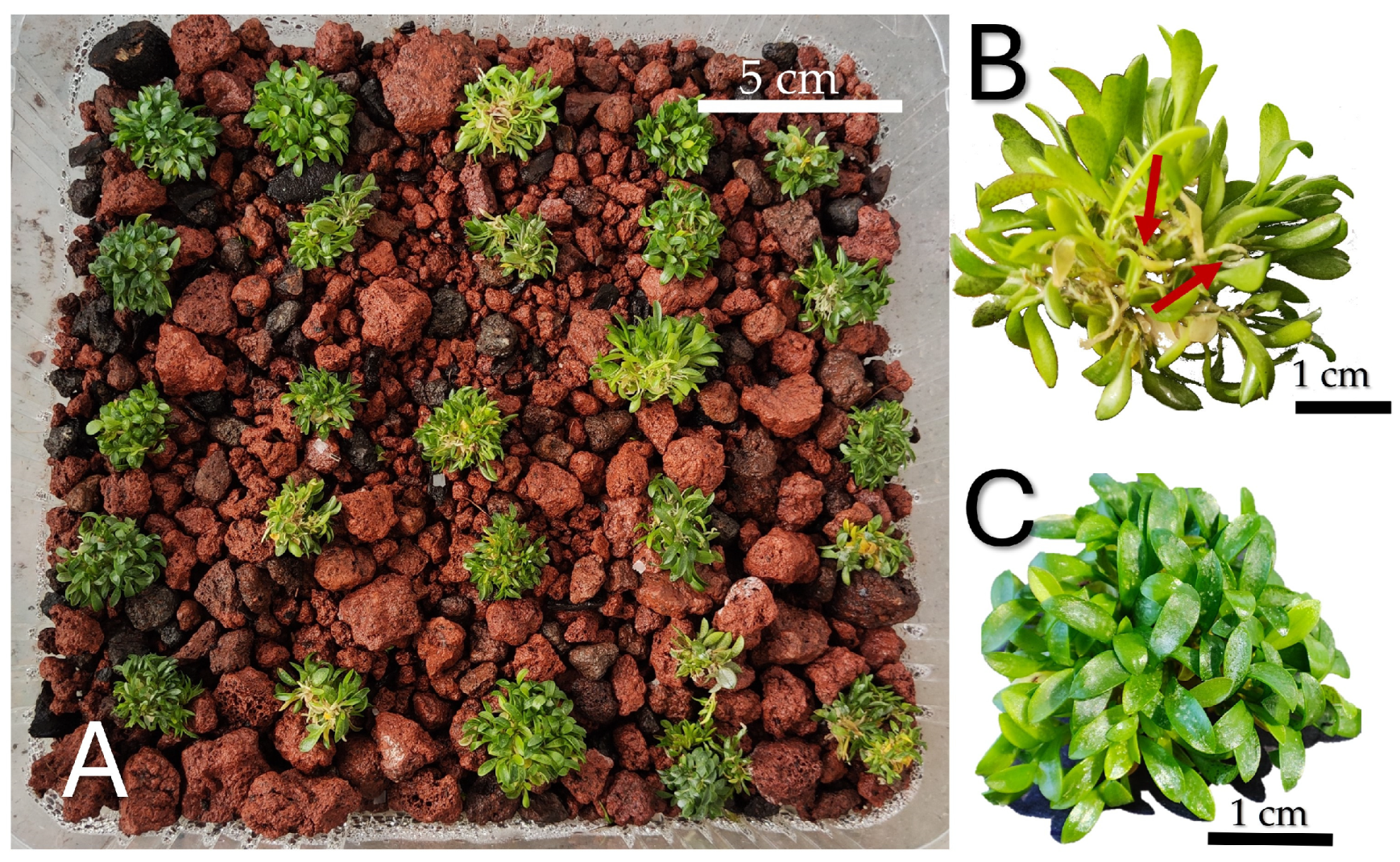 Horticulturae 11 00311 g008 Horticulturae 11 00311 g008