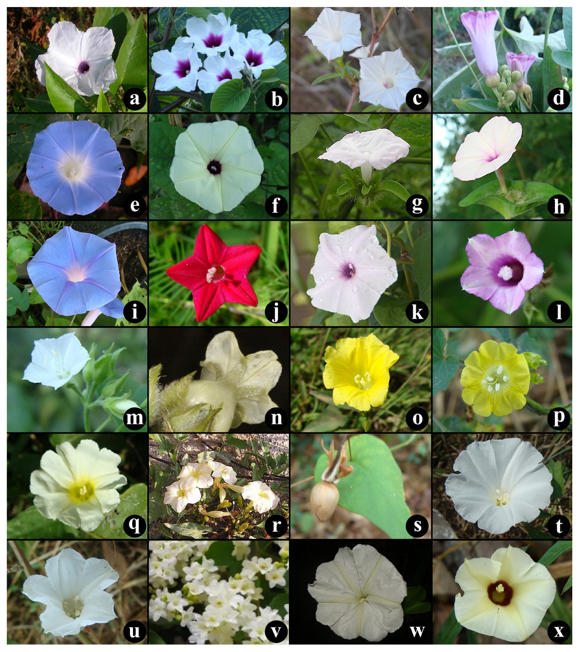 Horticulturae 11 00312 g004