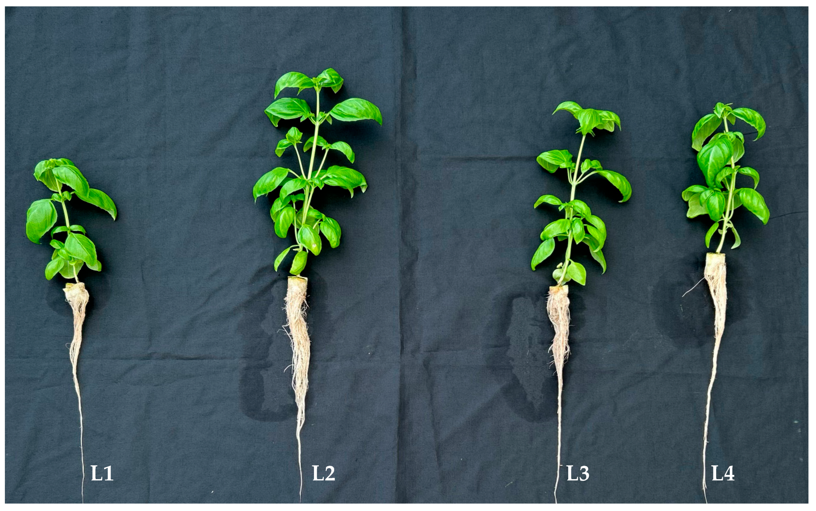 Horticulturae 11 00324 g001