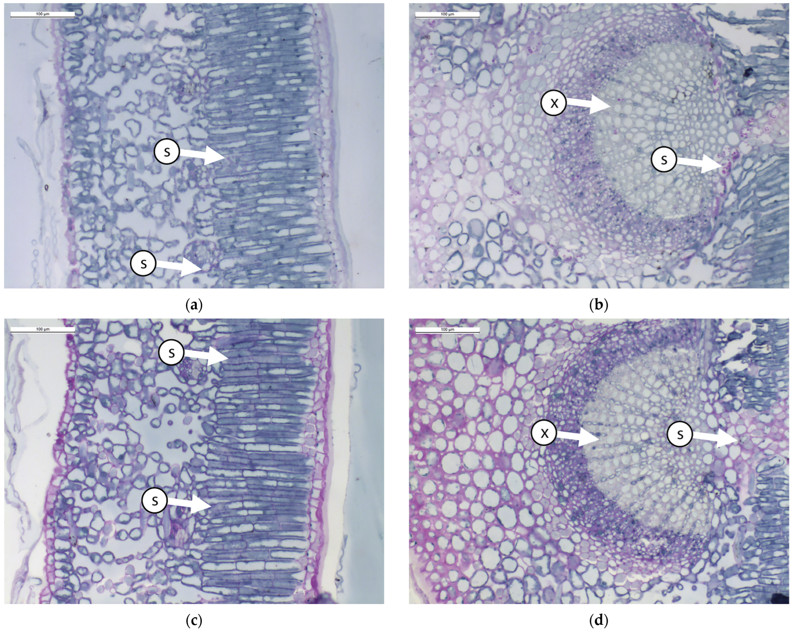 Horticulturae 11 00338 g001a