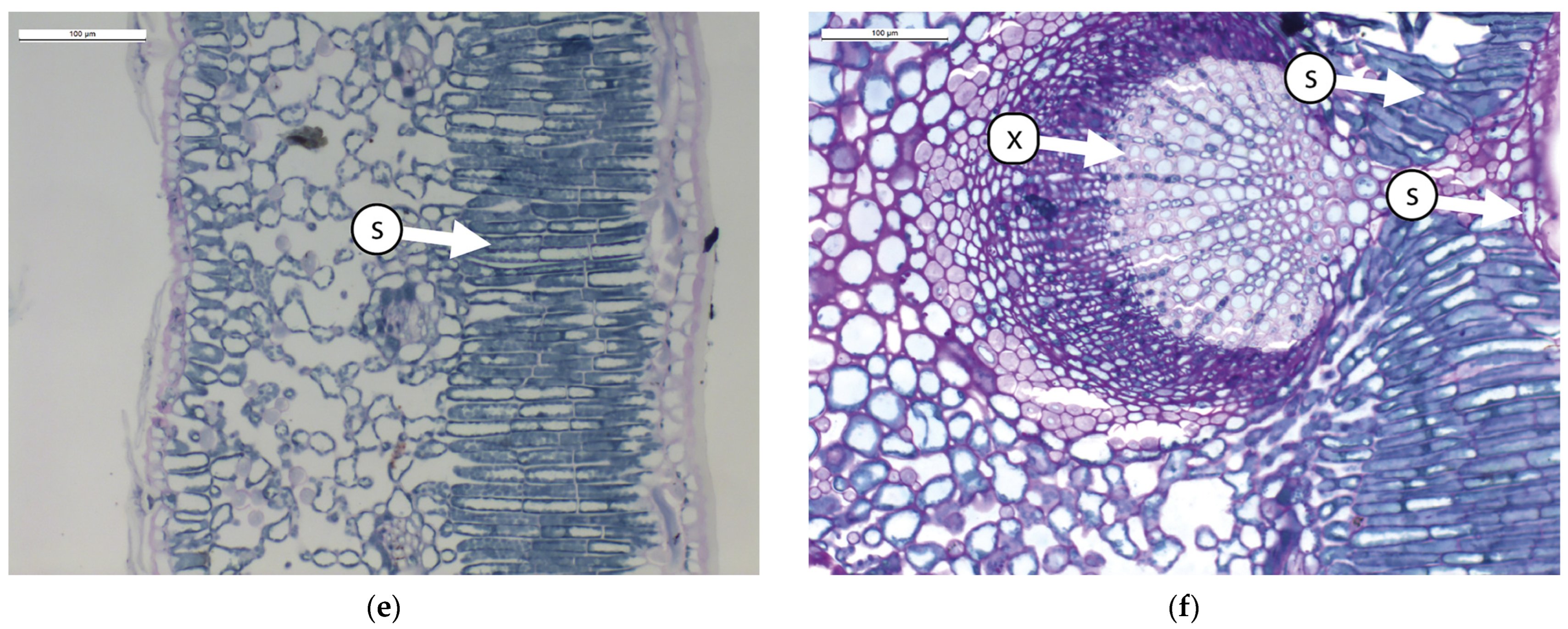 Horticulturae 11 00338 g001b