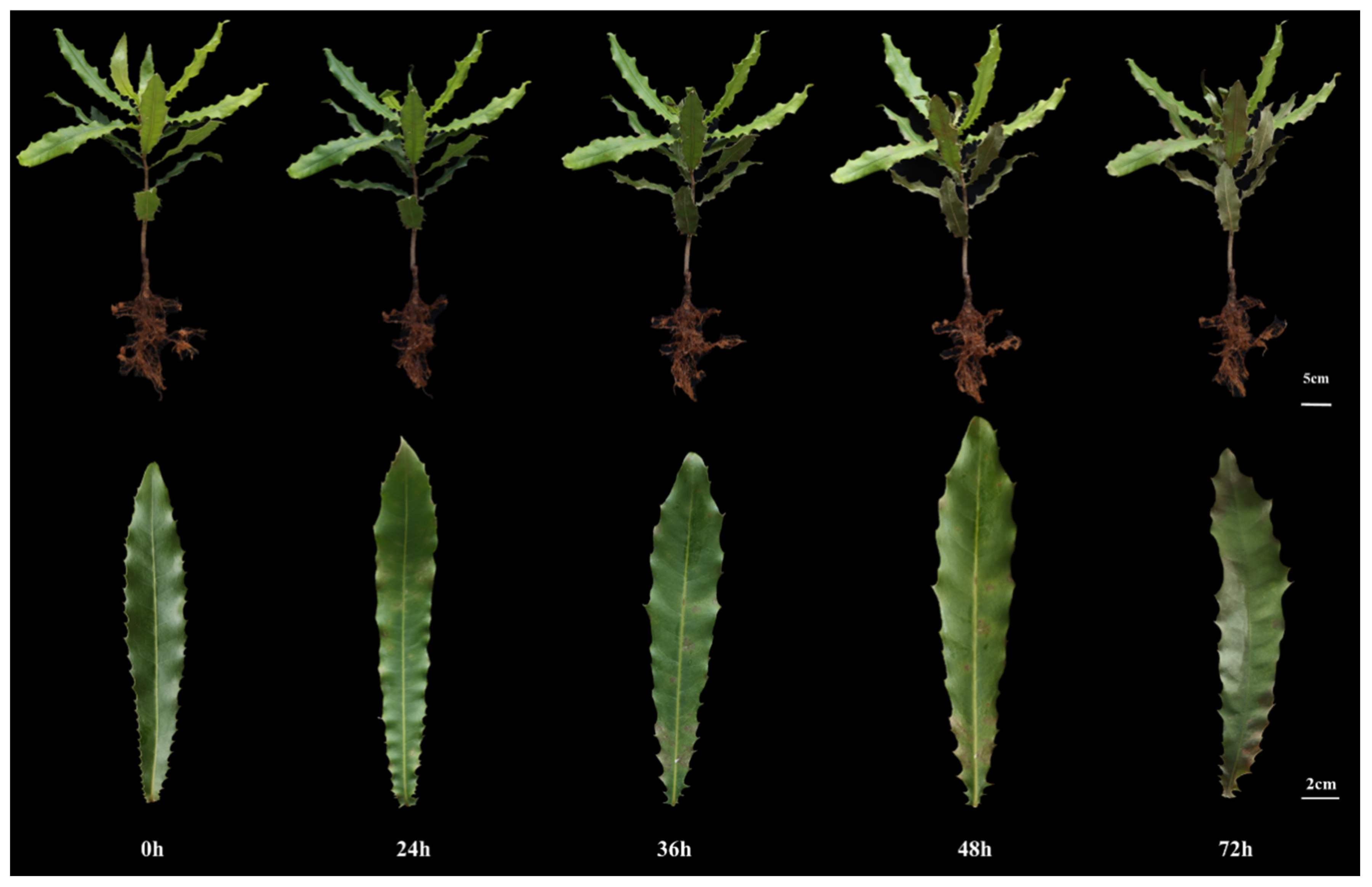 Horticulturae 11 00347 g001 Horticulturae 11 00347 g001